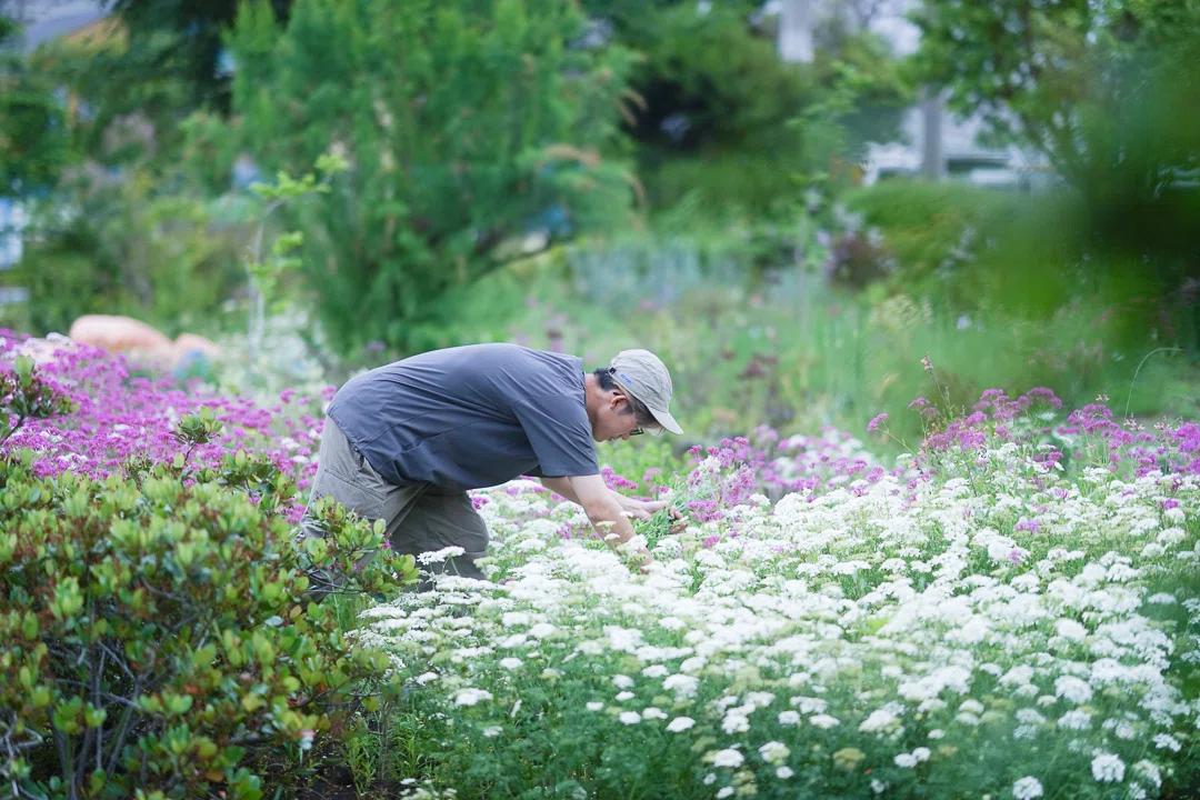 タネニハの花畑｜小森妙華
