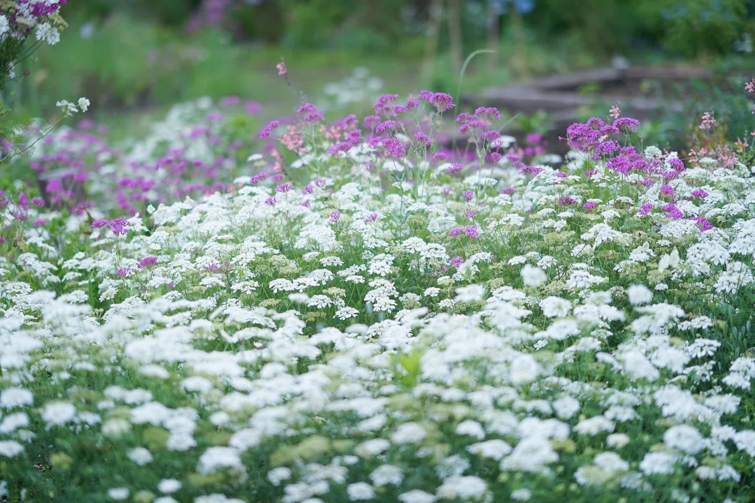 タネニハの花畑｜小森妙華
