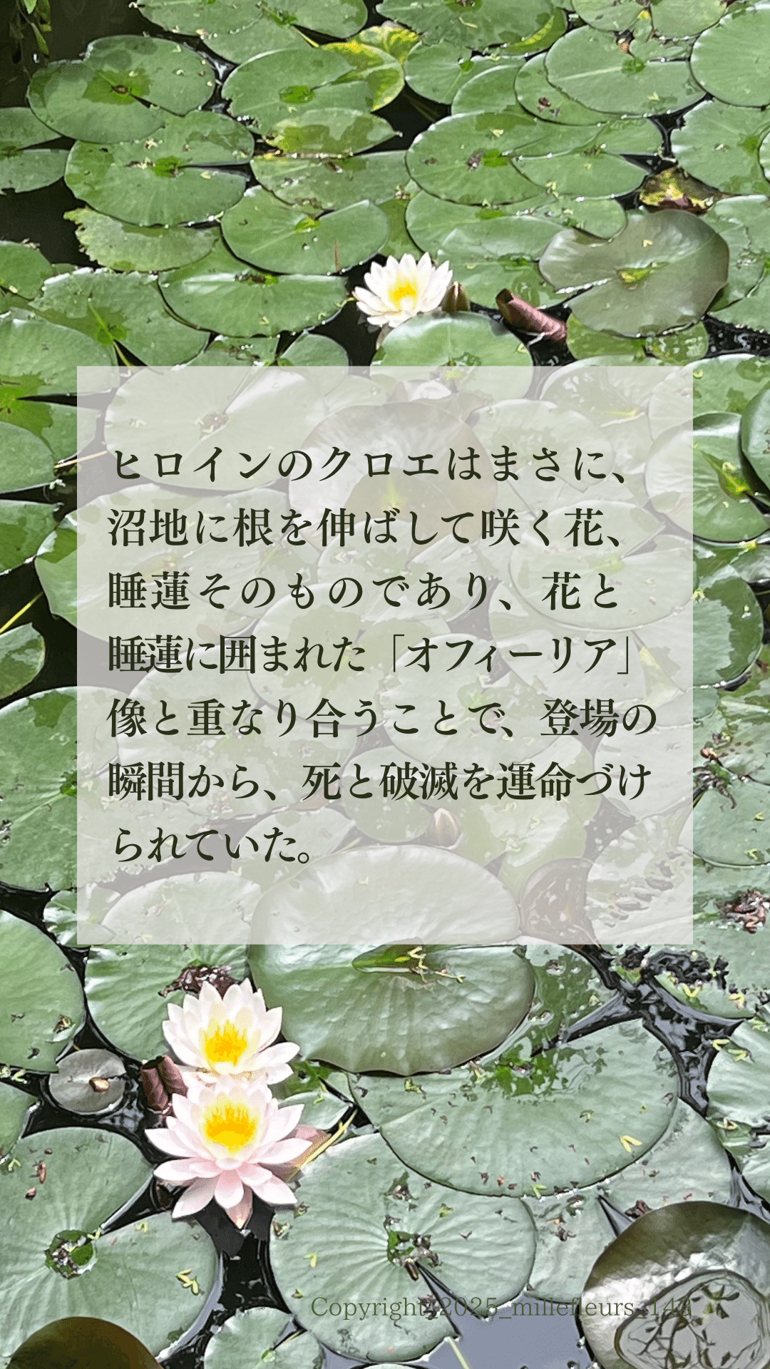 宝石の睡蓮　日本語版　1枚 本さんご [011203-6001] : 天然石、宝石ルース(裸石)販売専門店