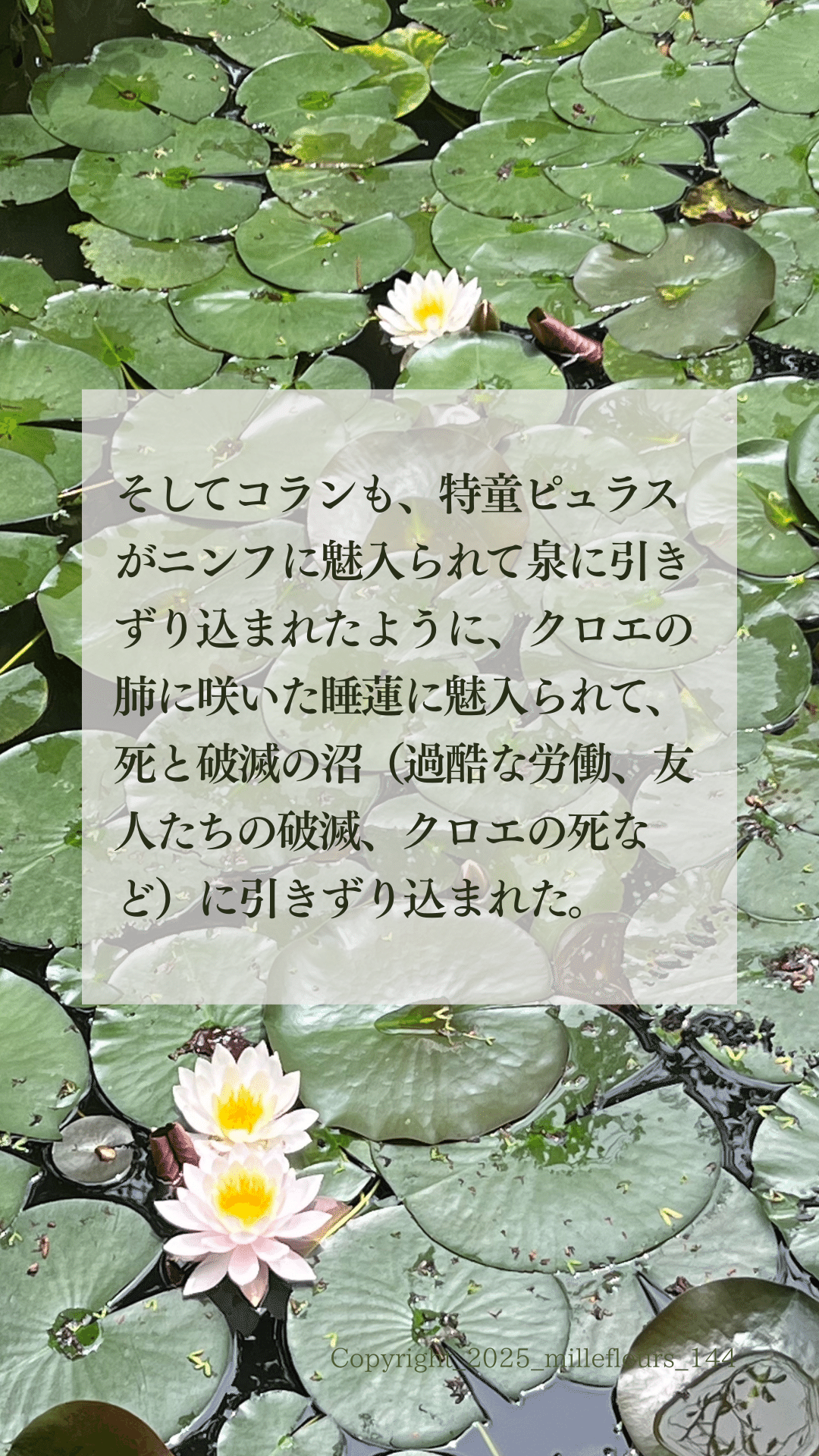 睡蓮|花×名作一文ダイジェスト｜千花物語