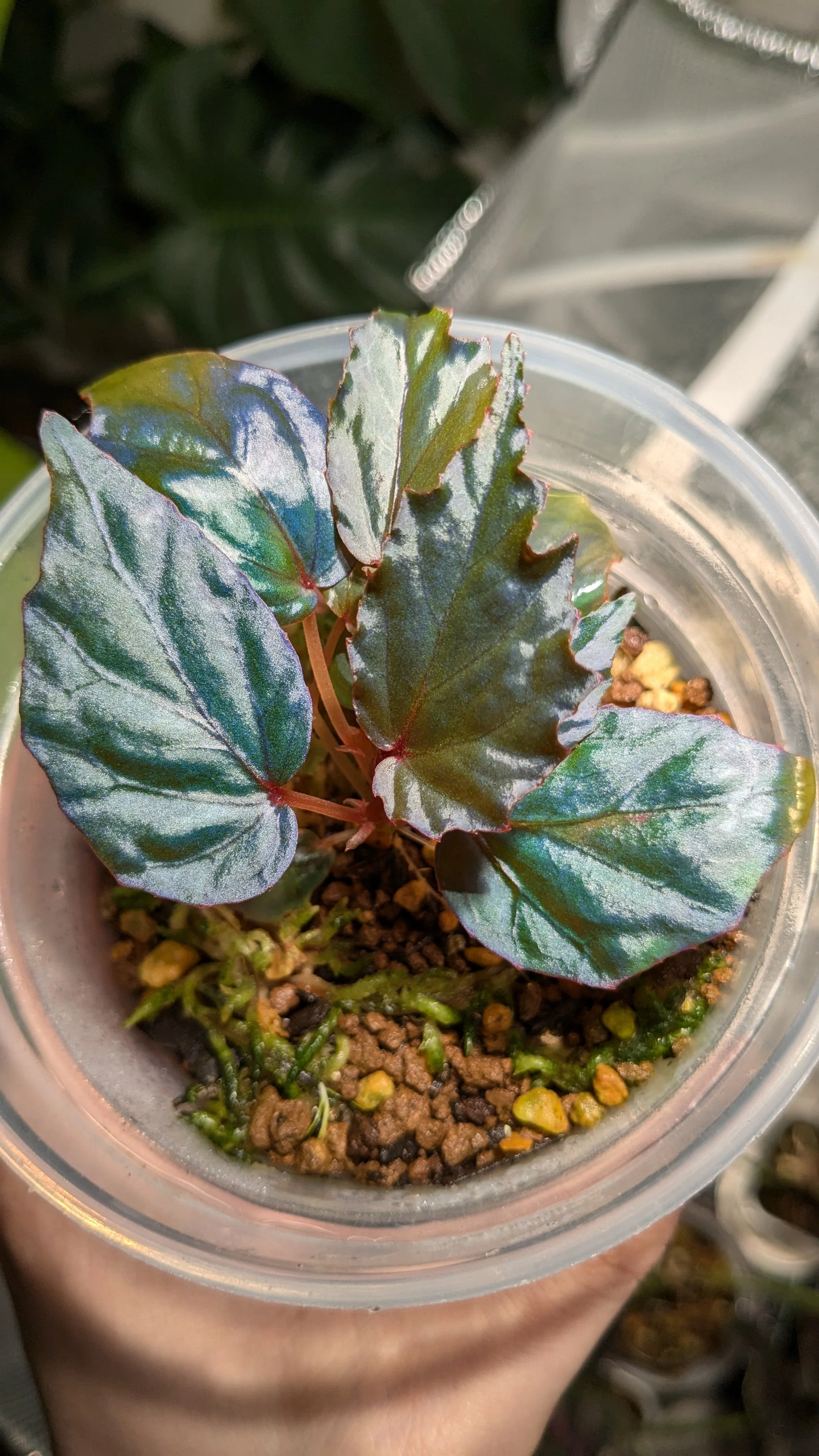 Begonia kapuashuluensisの最近｜二千夏