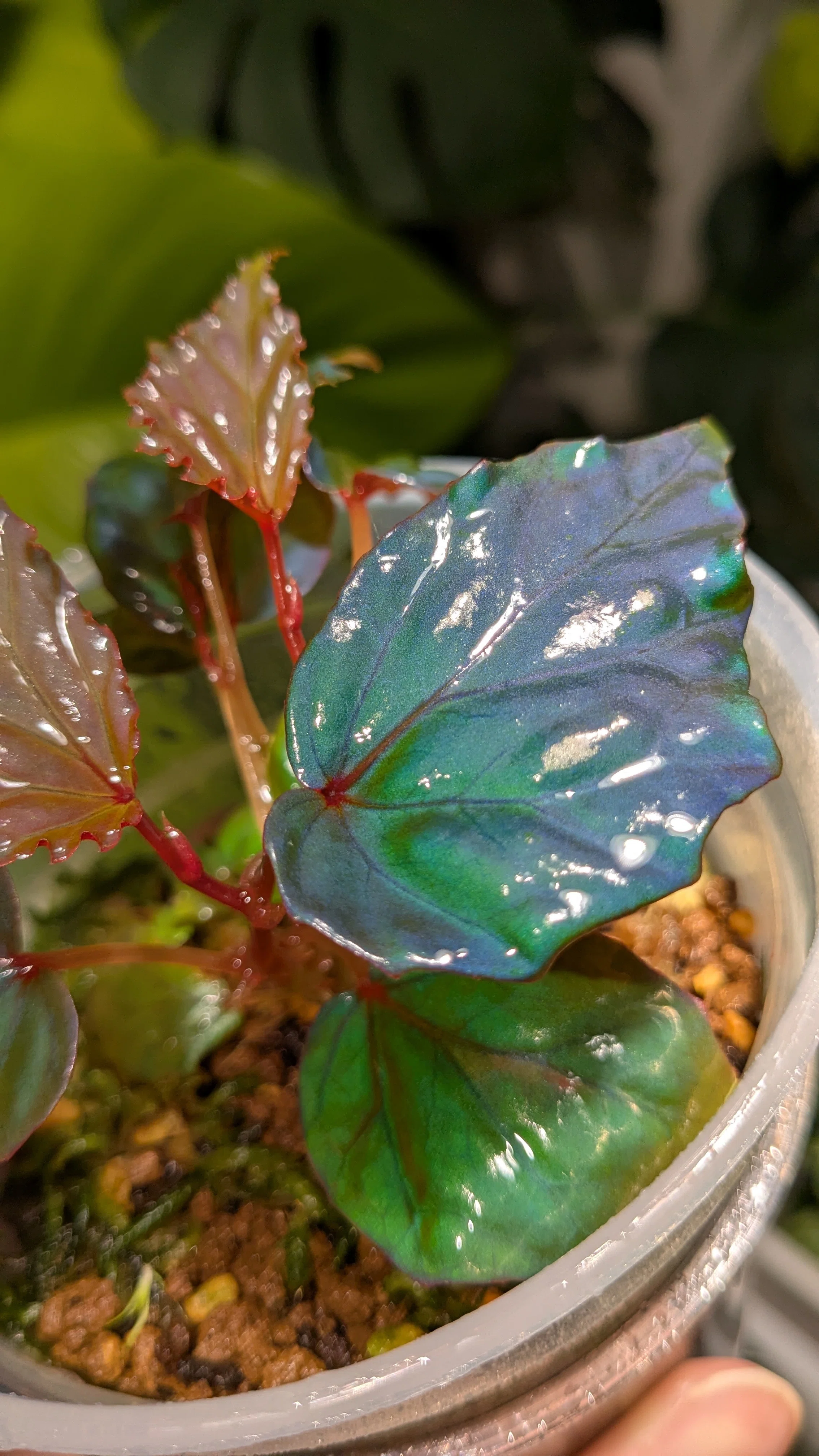 Begonia kapuashuluensisの最近｜二千夏