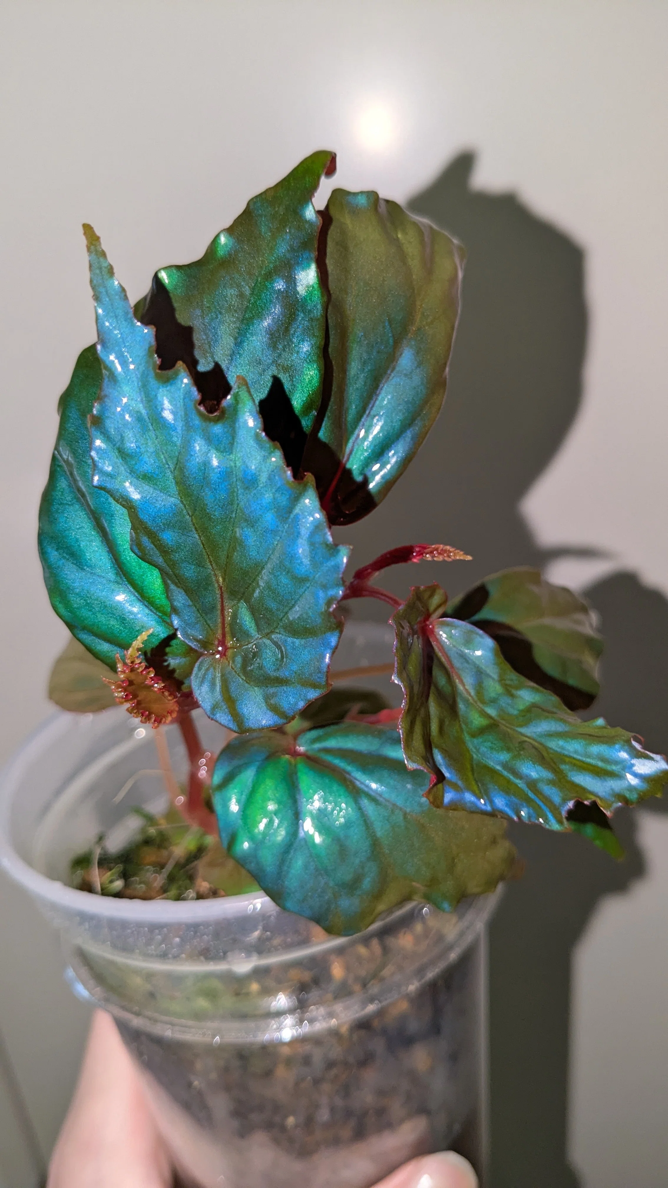 Begonia kapuashuluensisの最近｜二千夏