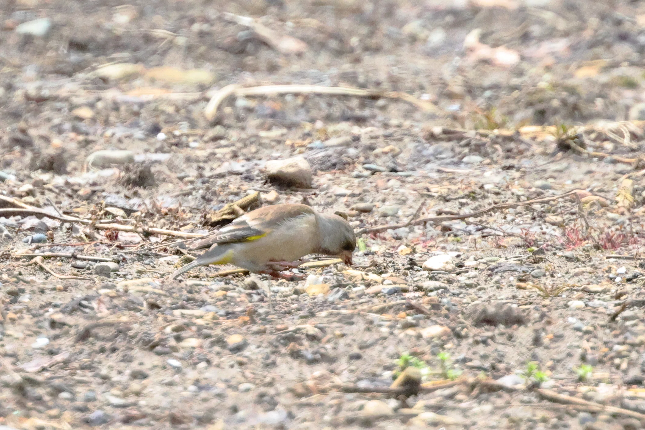 en 鳥船 雀 The Summer Bird That Arrives with the First Signs of Spring: The