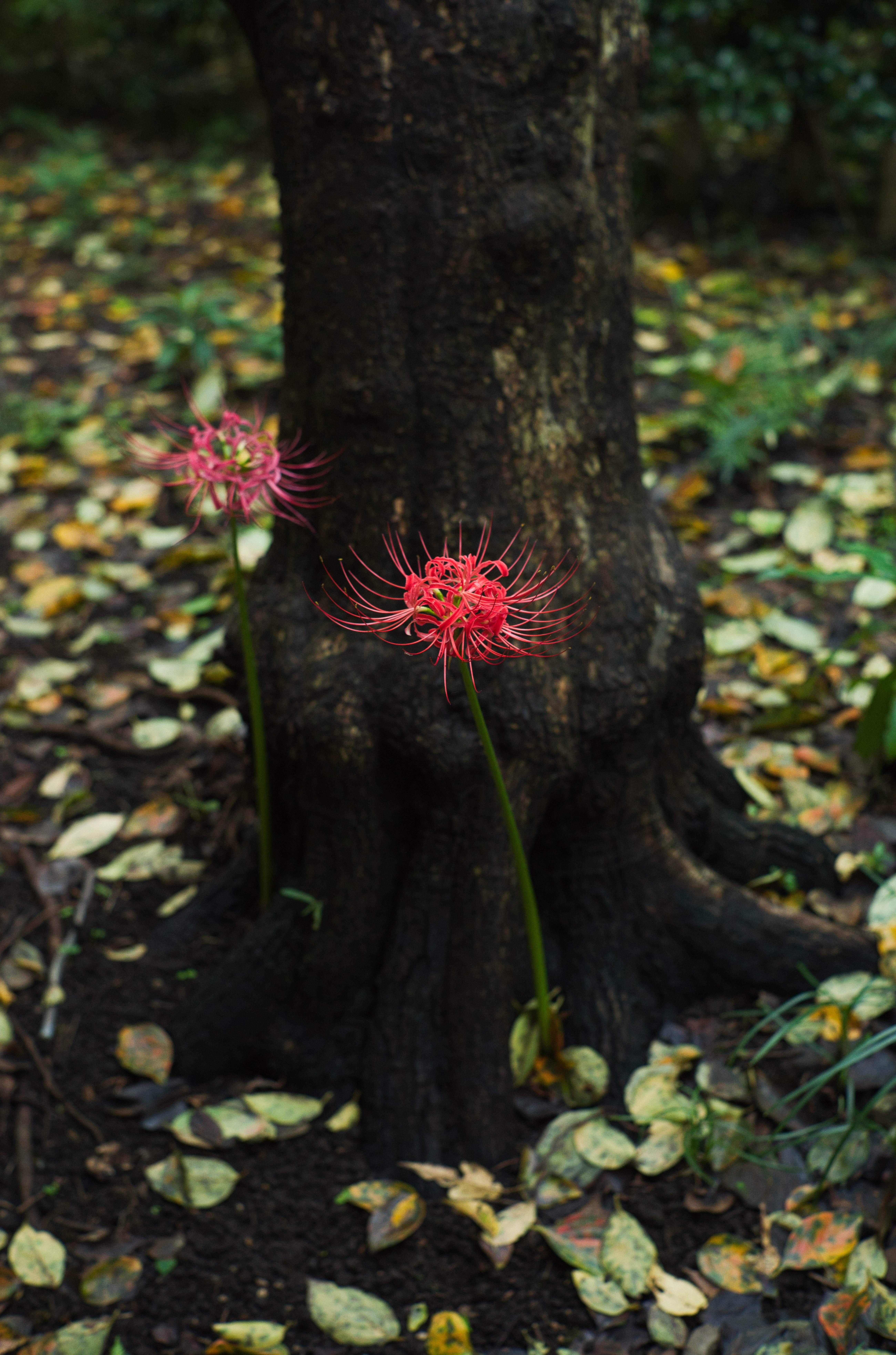 LEICA レンズ】Summilux 50mm F1.4 1st Late Model の紹介