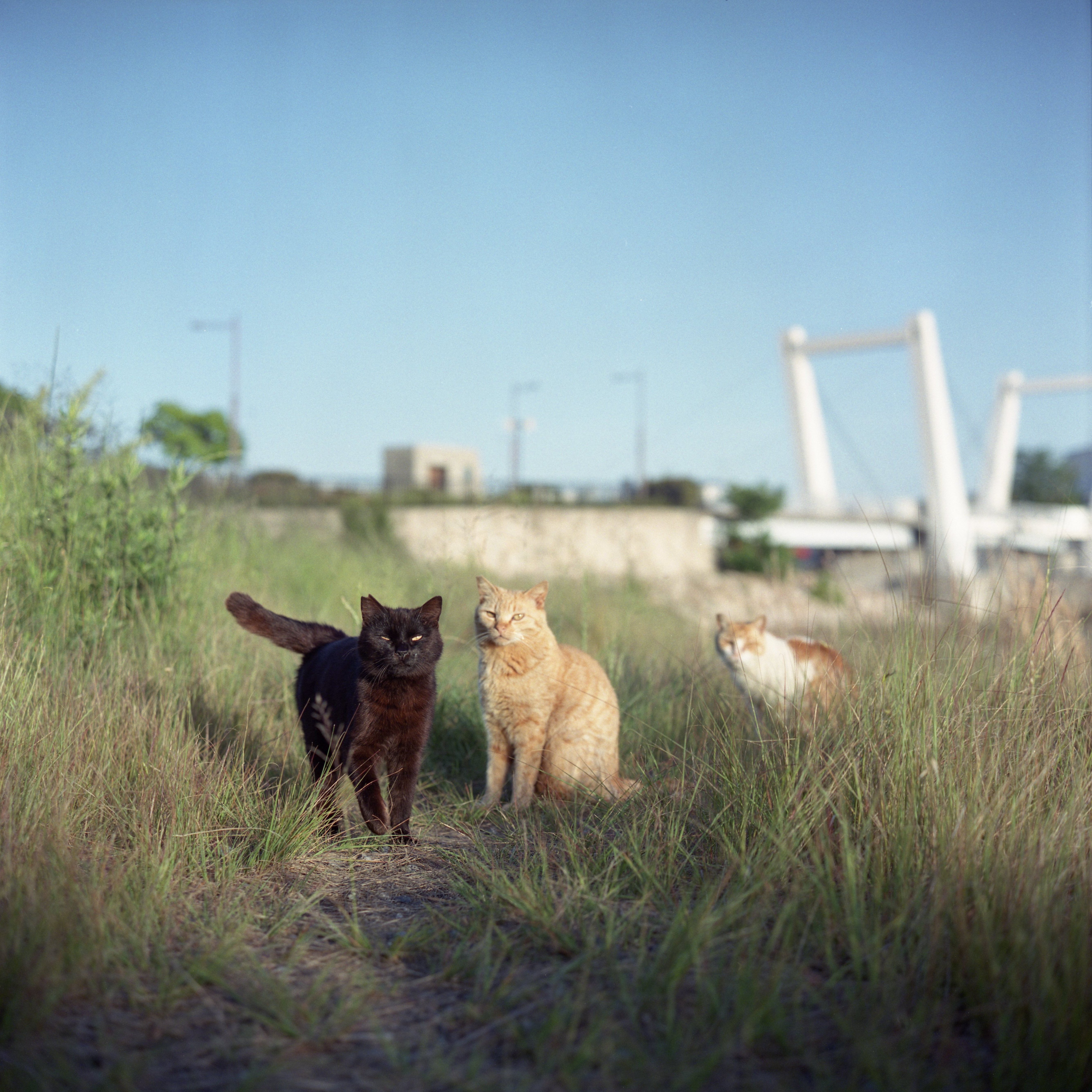 Rolleiflex 2.8F Planar 80mmf2.8と僕｜猫写真家 あおいとり