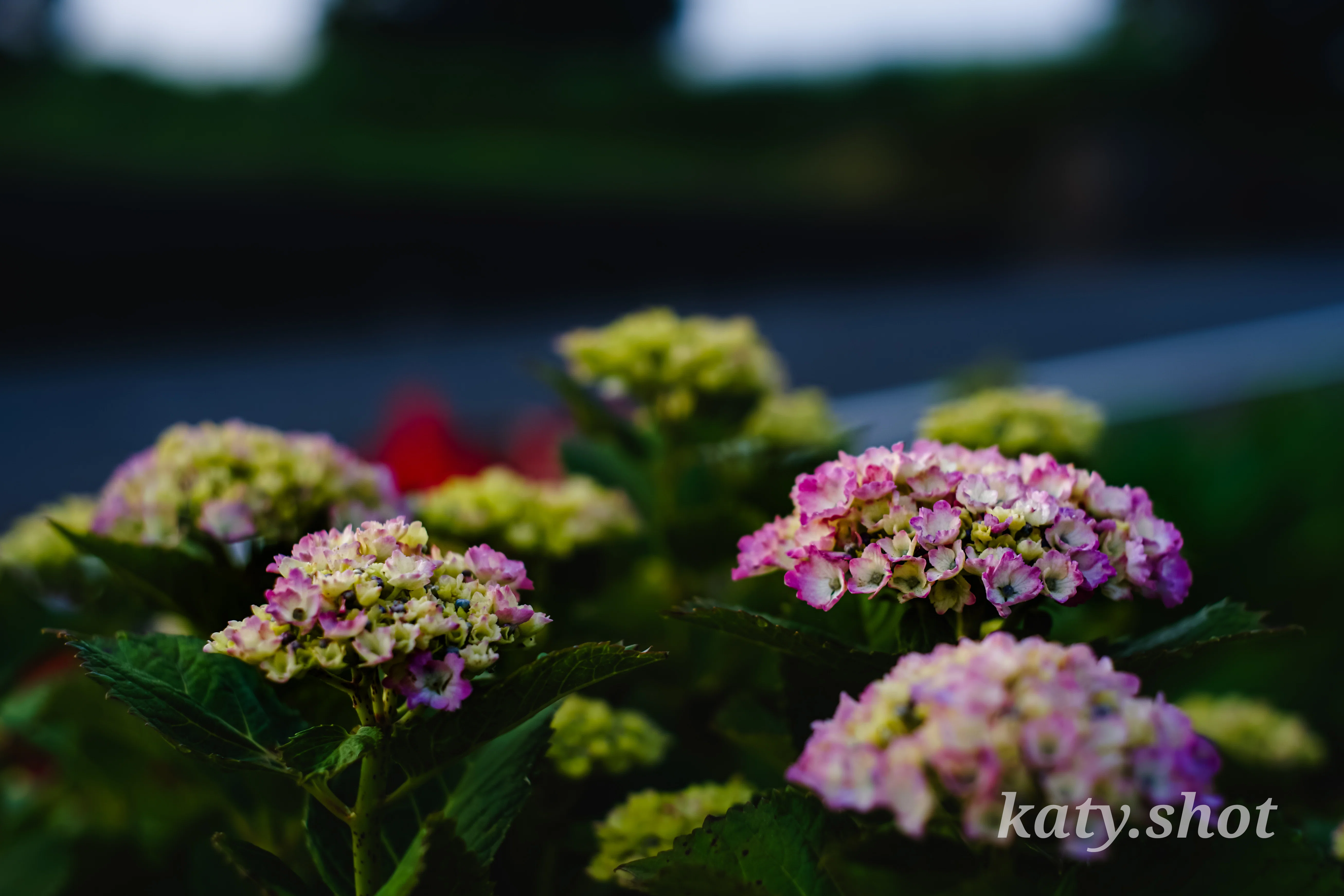 Instagram用に大活躍！】MINOLTA AF50㎜ F1.7 NEWは高コントラストで