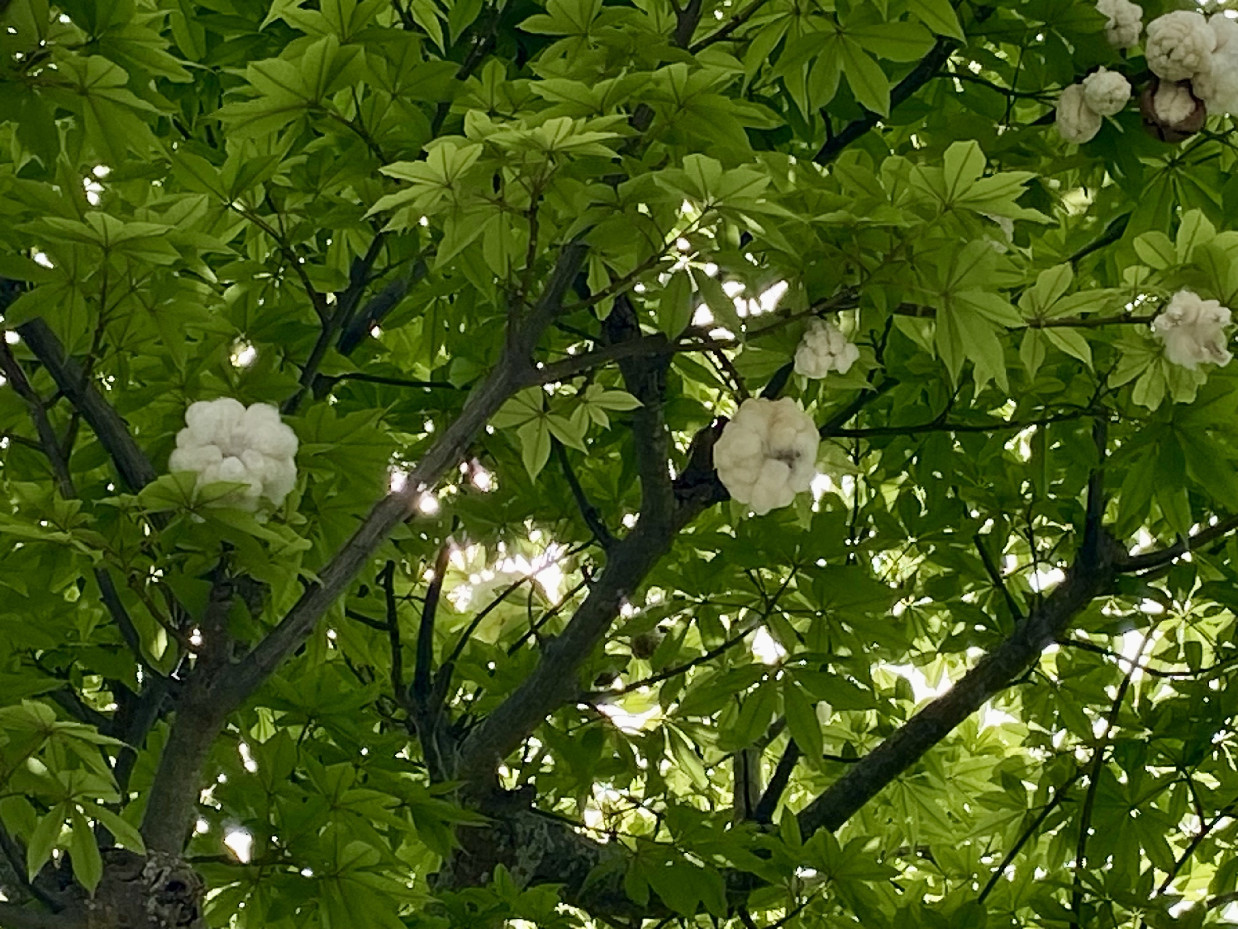 知らずに見かけたら、ちょっと不思議でびっくりな木🌳｜海月ネコ