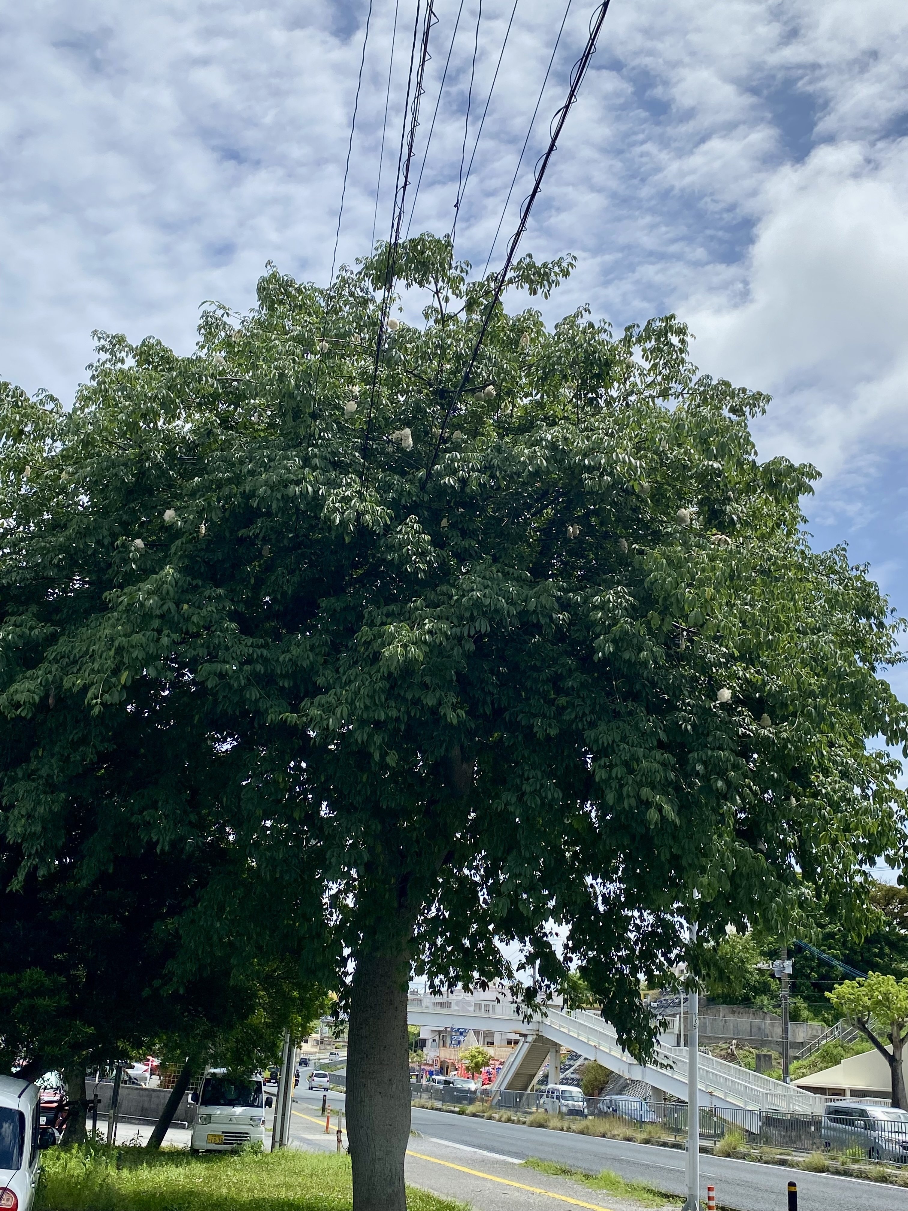 知らずに見かけたら、ちょっと不思議でびっくりな木🌳｜海月ネコ@mie
