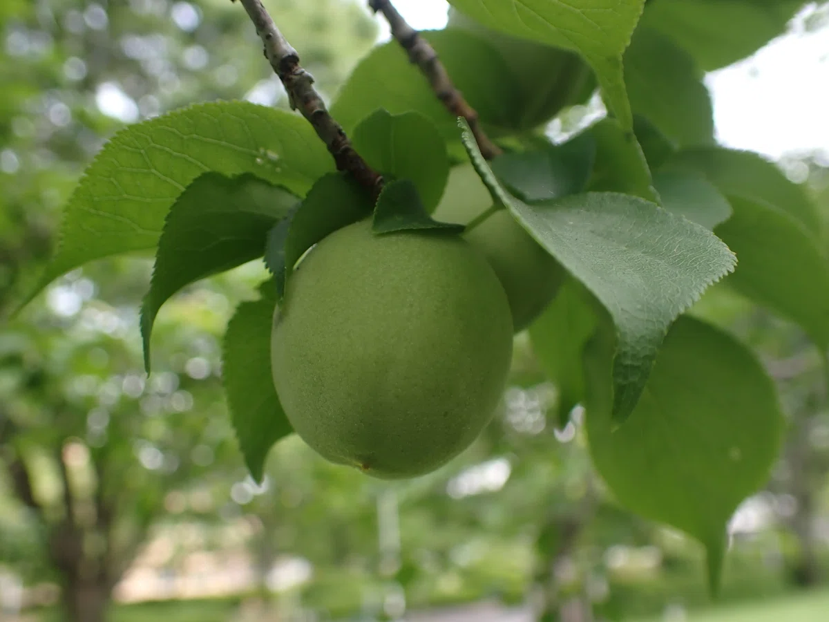 梅の実【短歌の世界に生きる植物たち】|しろいくま