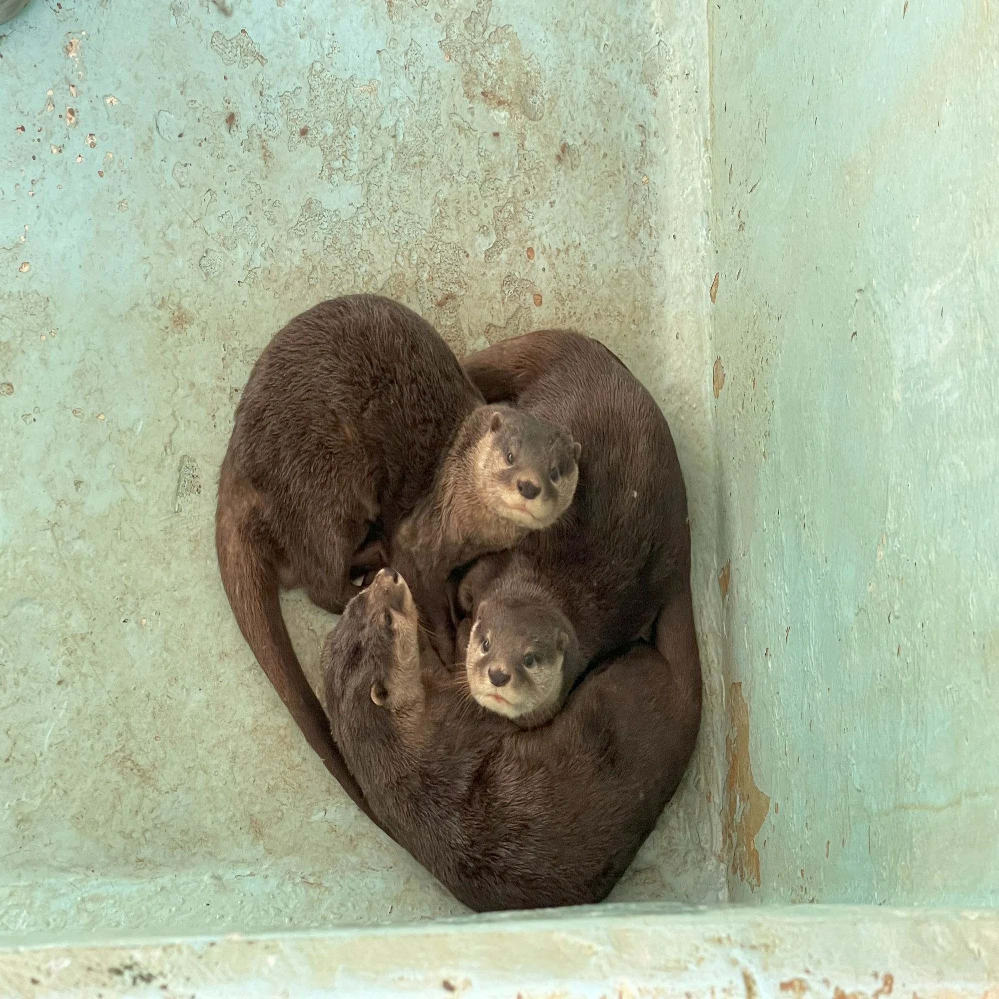 今日は世界カワウソの日！｜桂浜水族館 公式