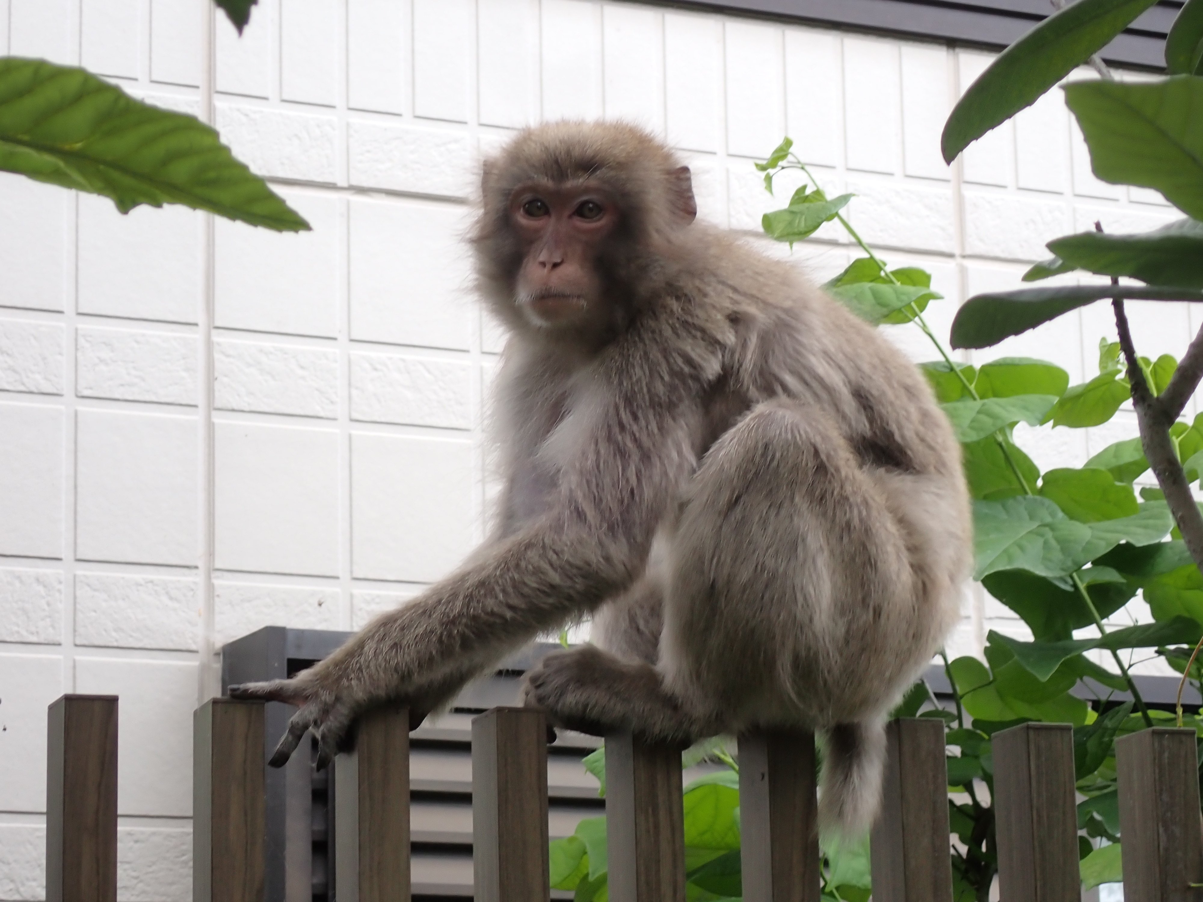 ニホンザルの逆襲｜マンガン