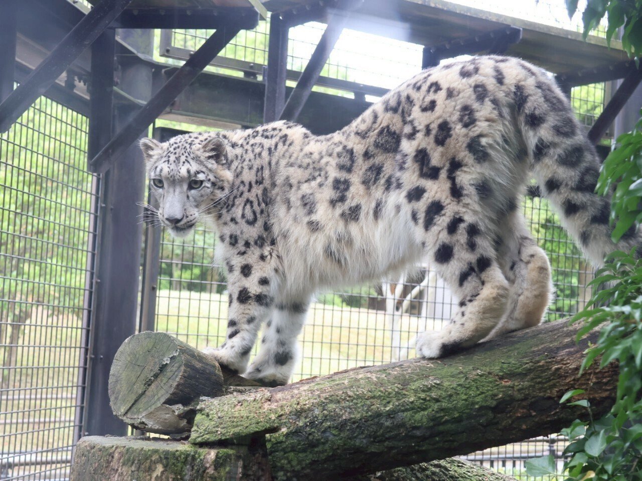 007_トキ里山館（いしかわ動物園）｜はっちょ