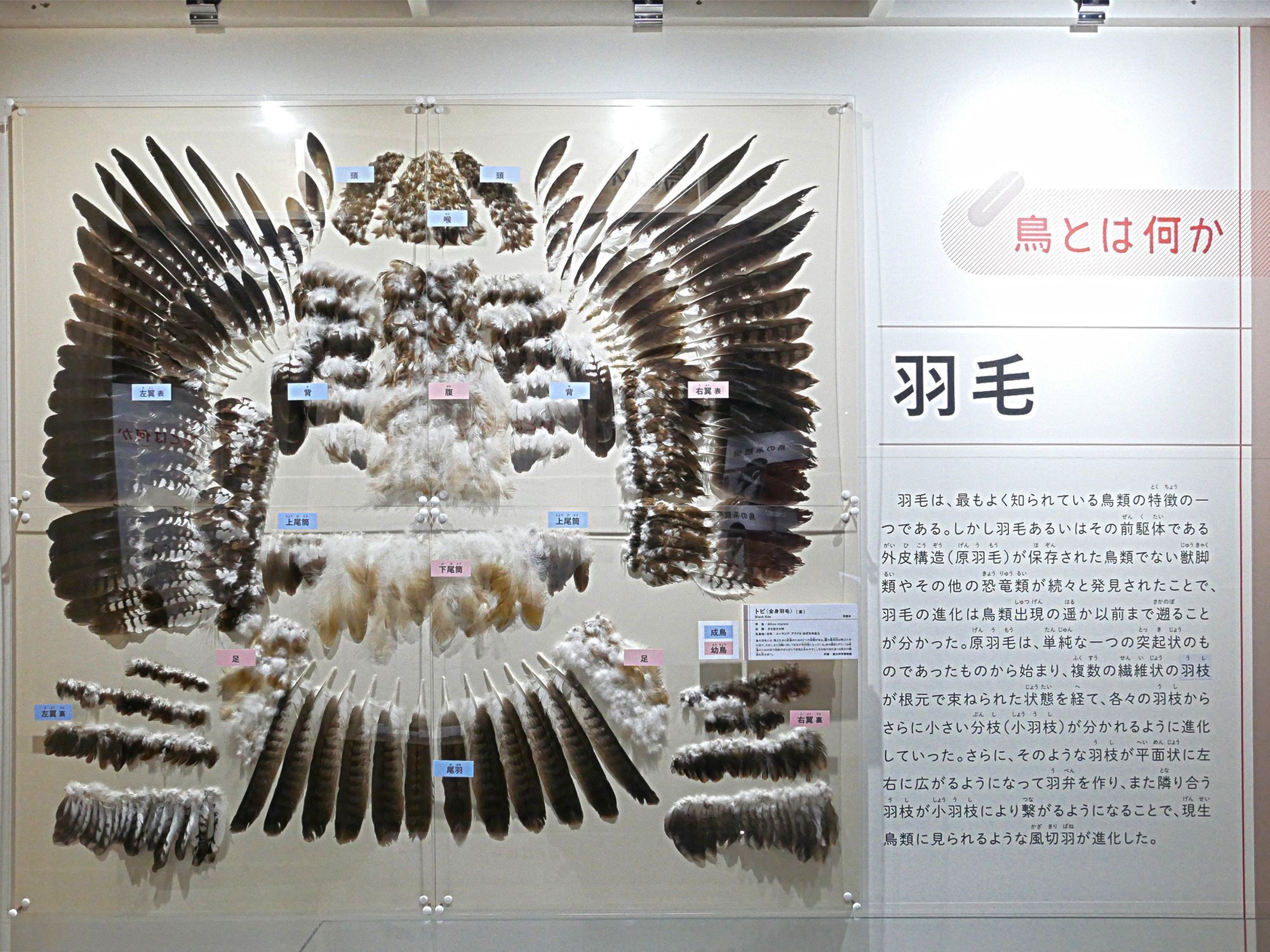 鳥展」行ってきたよレポ＠名古屋市科学館｜柴田誠@マックデザイン