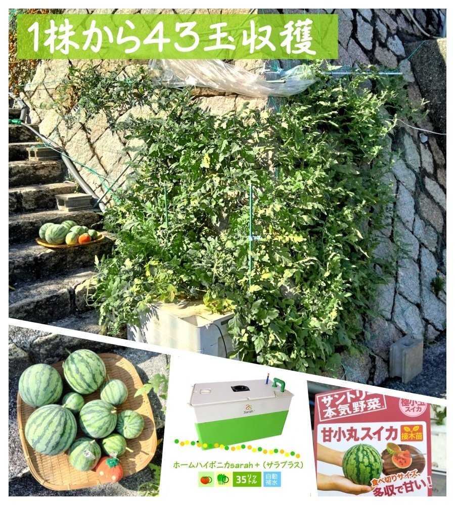 🍉甘小丸スイカを1株から43玉収穫！ホームハイポニカSarah＋