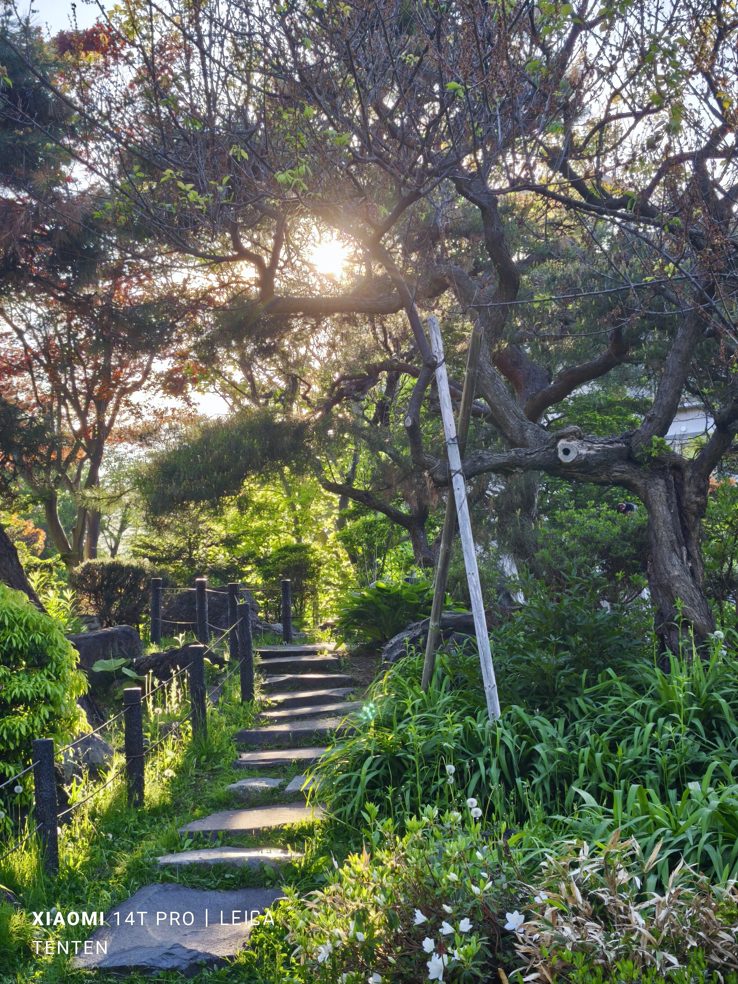 天神山緑地の天神藤など（2025年5月26日）｜てんてん《TenTen》