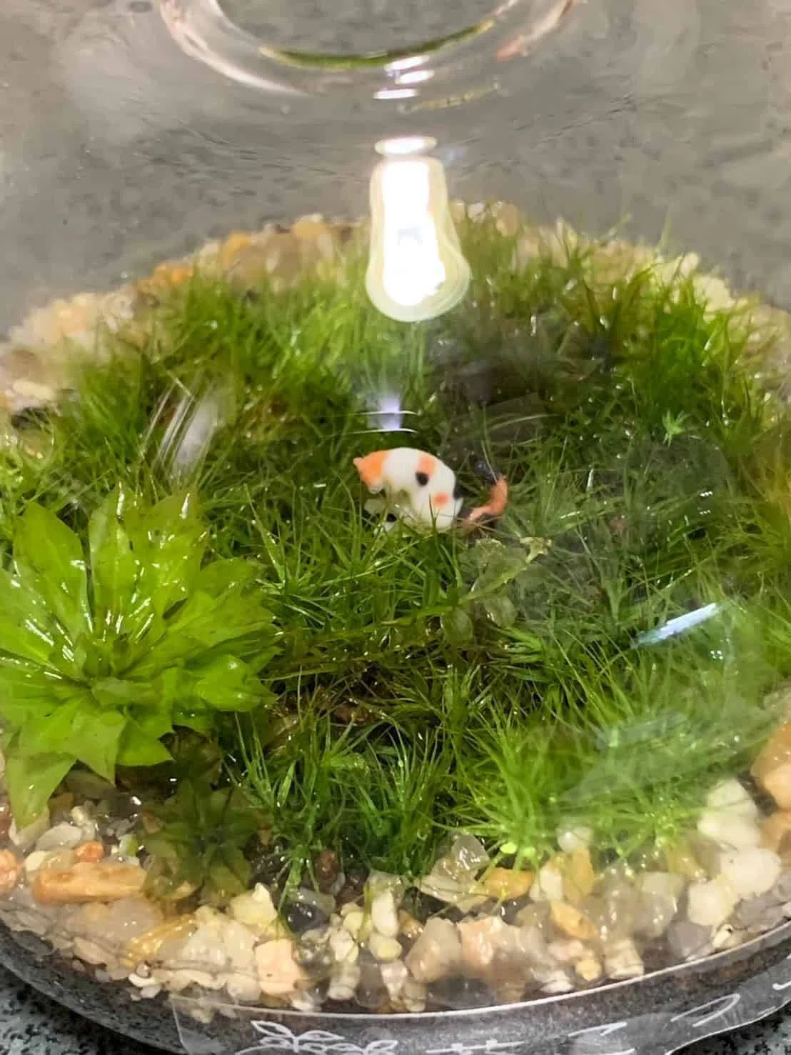苔テラリウムの緊急メンテナンス！｜moss paradise3055（モスパラ）