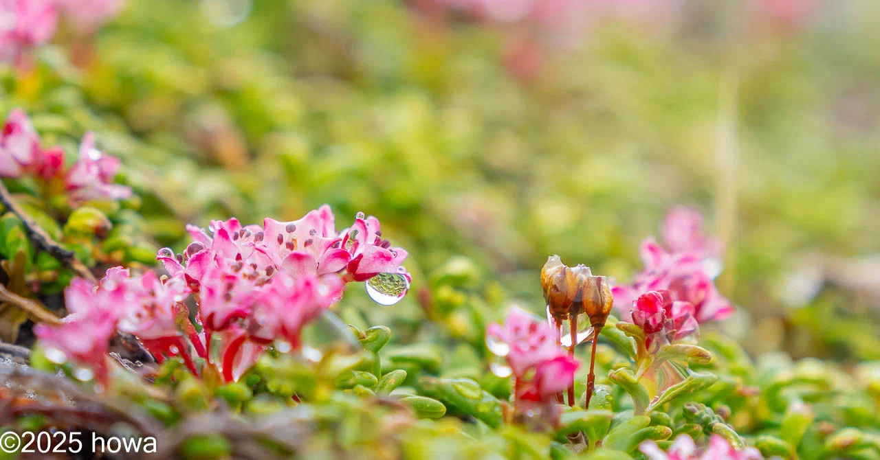 神々の遊ぶ庭 -高嶺の花”ミネズオウ”-｜山日和｜クマスプレーレンタル