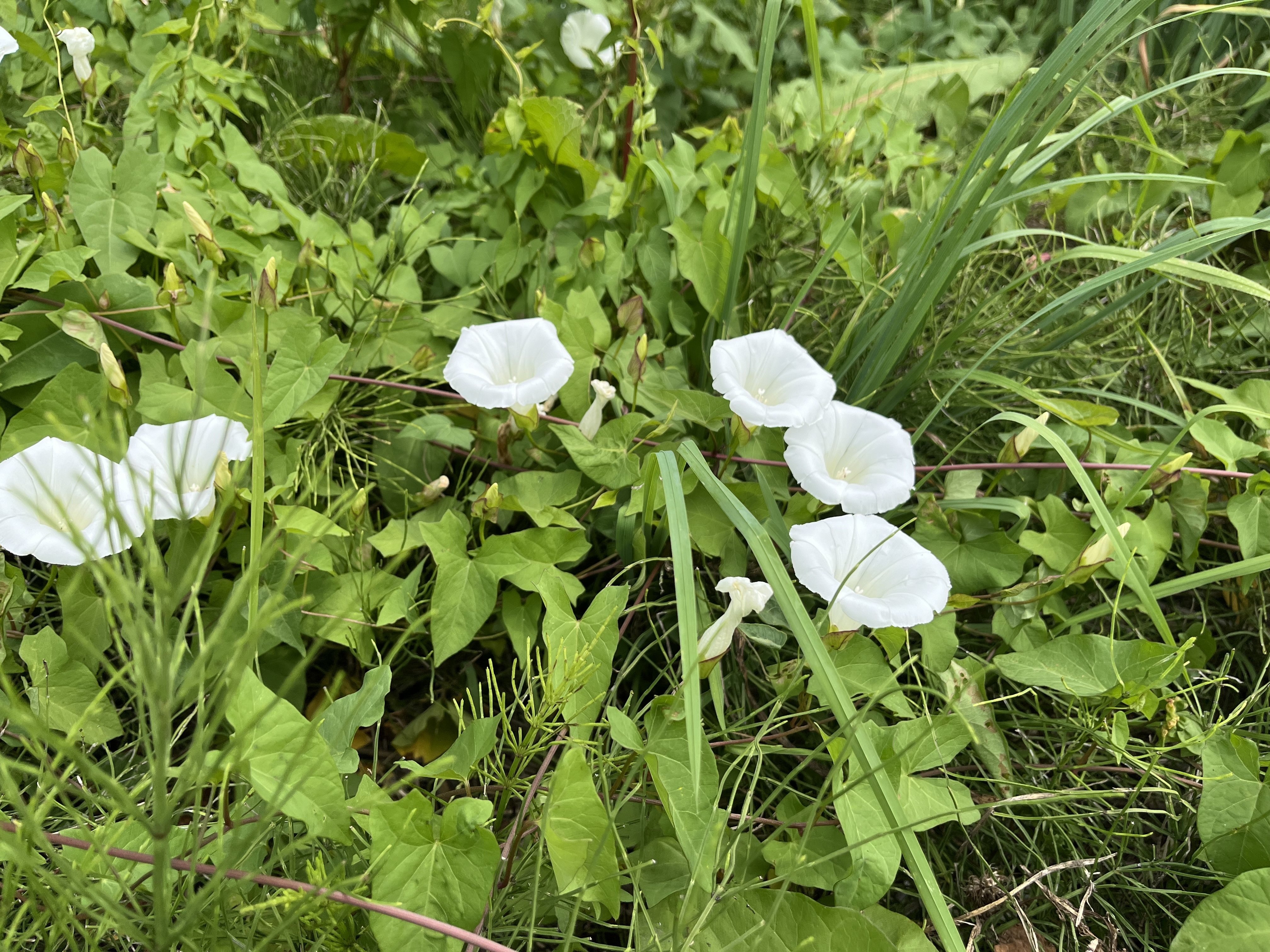 あの日見た花の名は｜nしのぶ