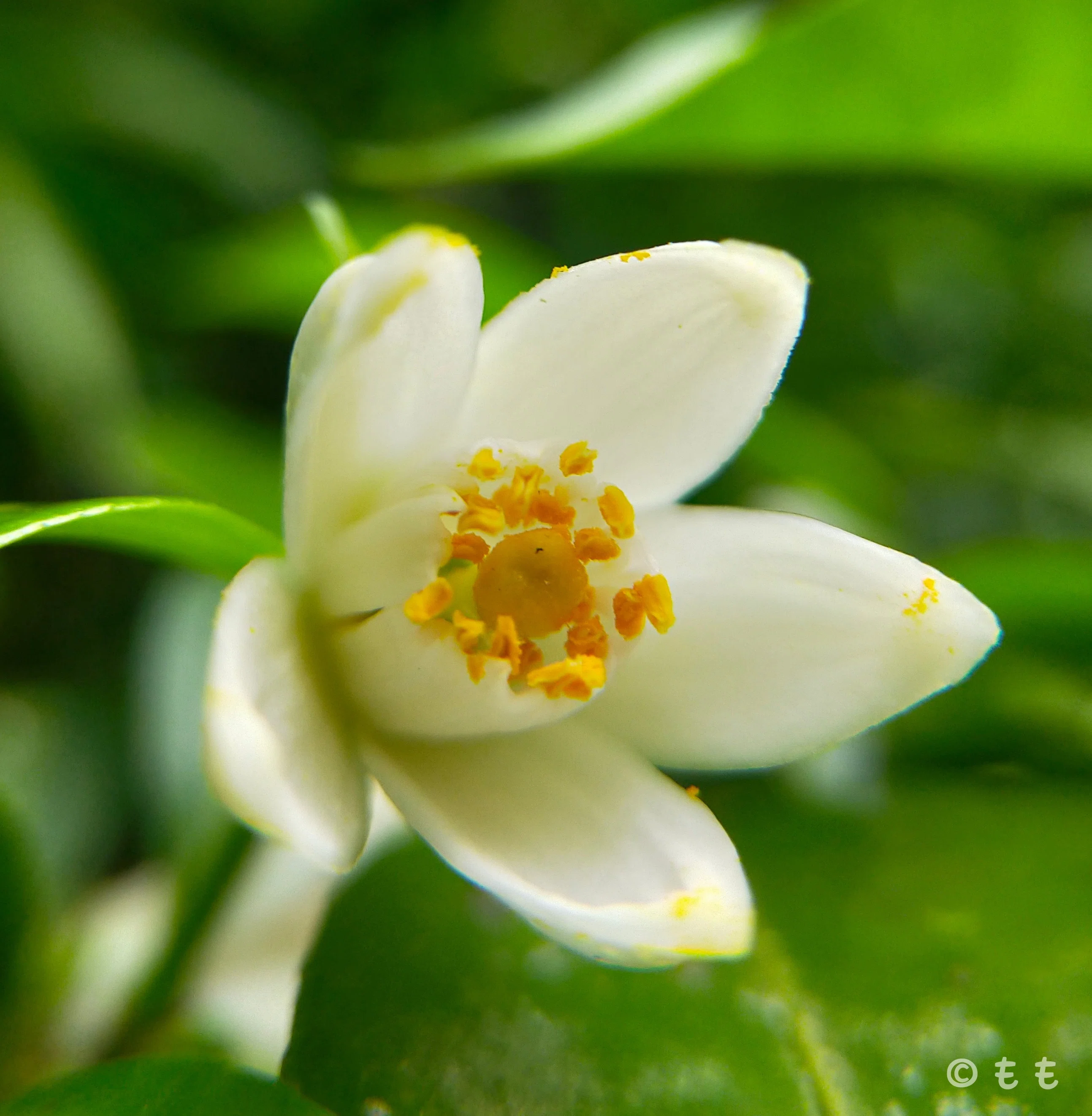 おはようございます(*´︶`*)白薫る ツリー灯せり ゆずの花❀.*・ﾟ