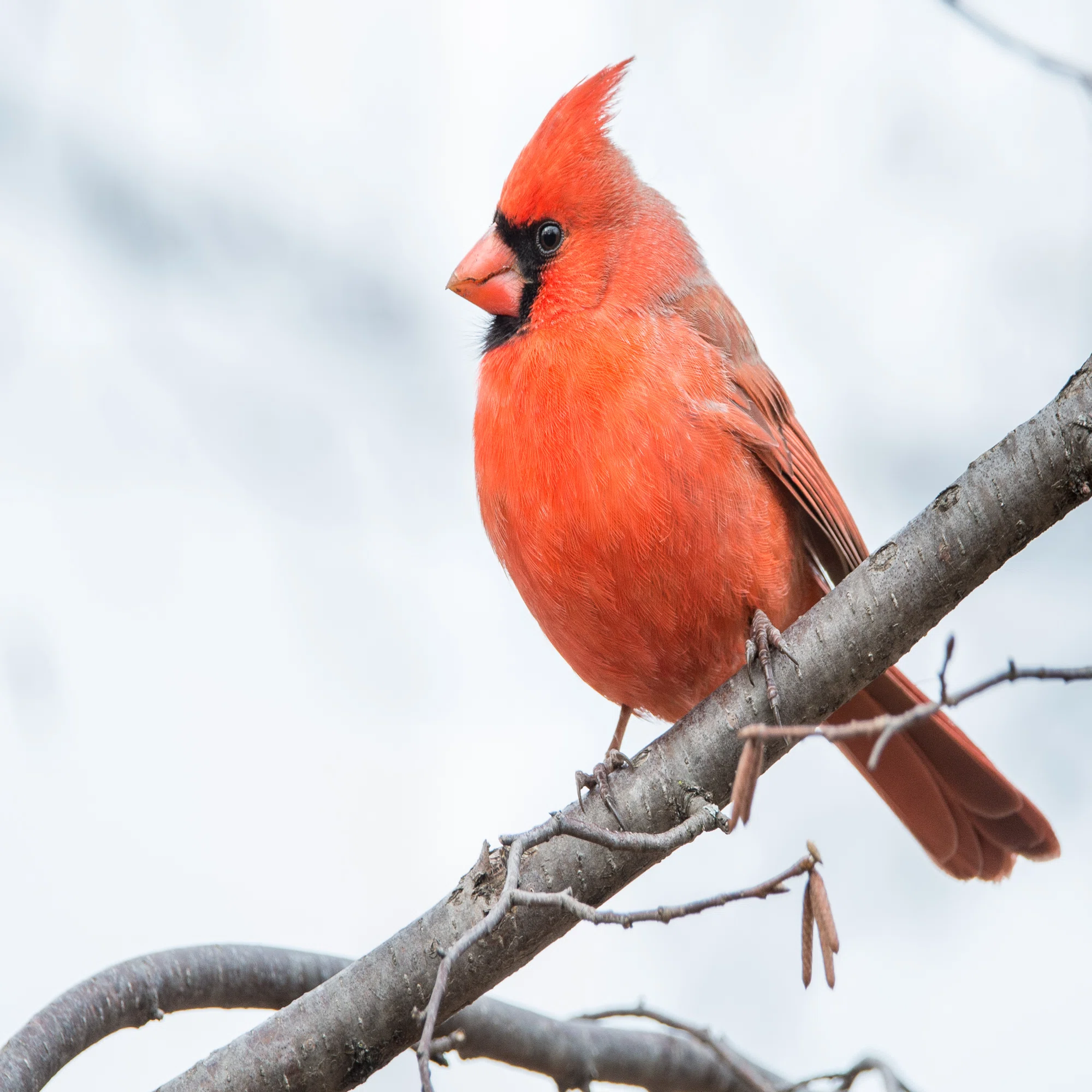 シカゴでバードウォッチング！】 Scarlet Tanager アカフウキンチョウ 