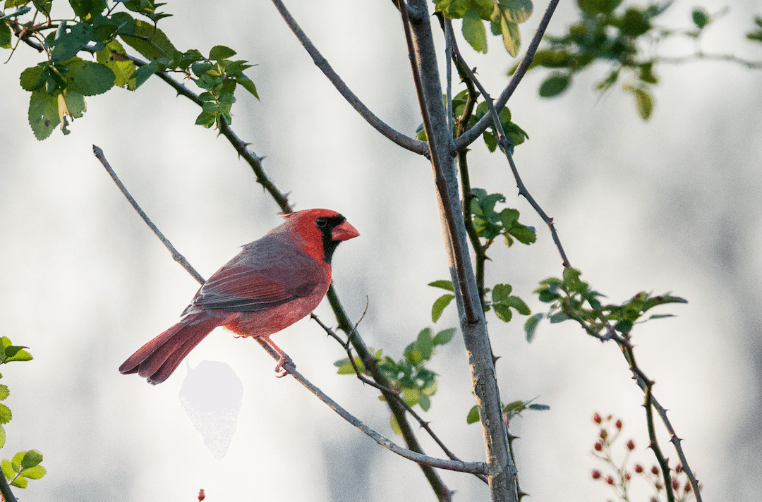 シカゴでバードウォッチング！】 Scarlet Tanager アカフウ