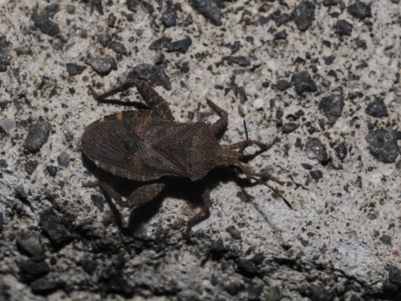 後脚に鋭い棘を持つヘリカメムシの一種 標本 ペルーハムシフンチュウ亀虫 後脚に鋭い棘を持つヘリカメムシの一種 標本 ペルーハムシフンチュウ亀