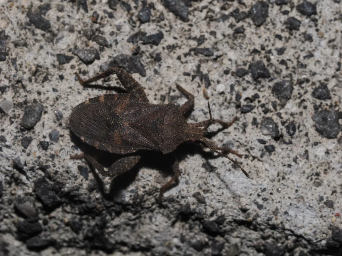 後脚に鋭い棘を持つヘリカメムシの一種 標本 ペルーハムシフンチュウ亀虫 虫嫌いを克服させる千本ノック 215本目 ホオズキカメムシ（鬼灯亀虫