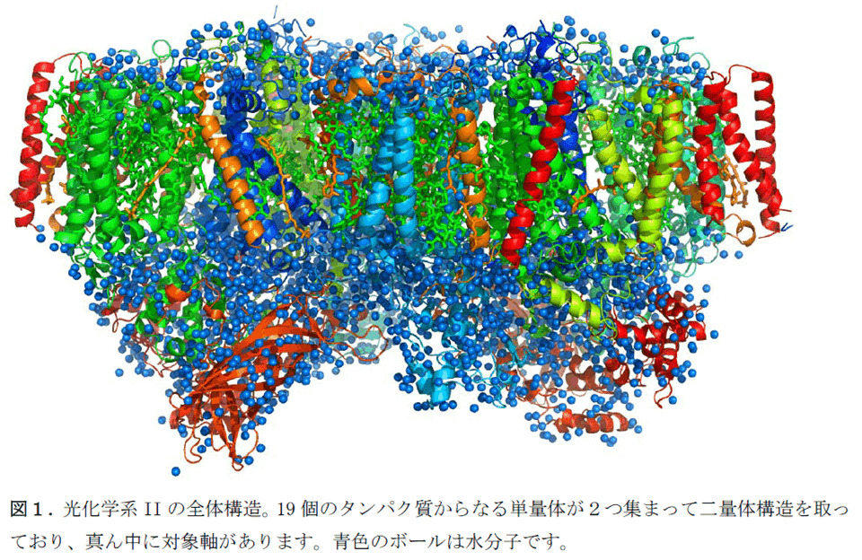 2025教養生物学1 第7週5月30日第2限 光合成その2（暗反応