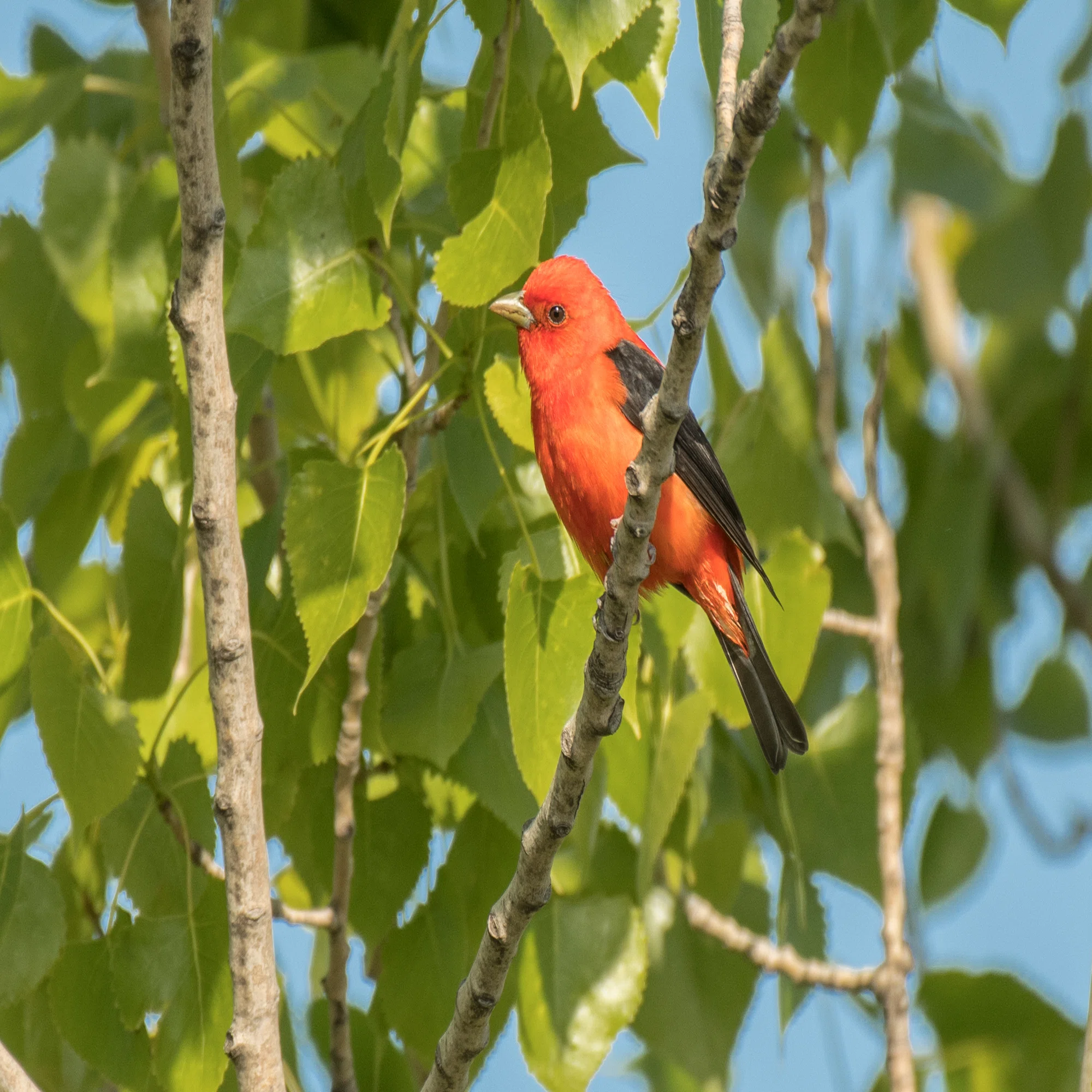 シカゴでバードウォッチング！】 Scarlet Tanager アカフウキンチョウ 