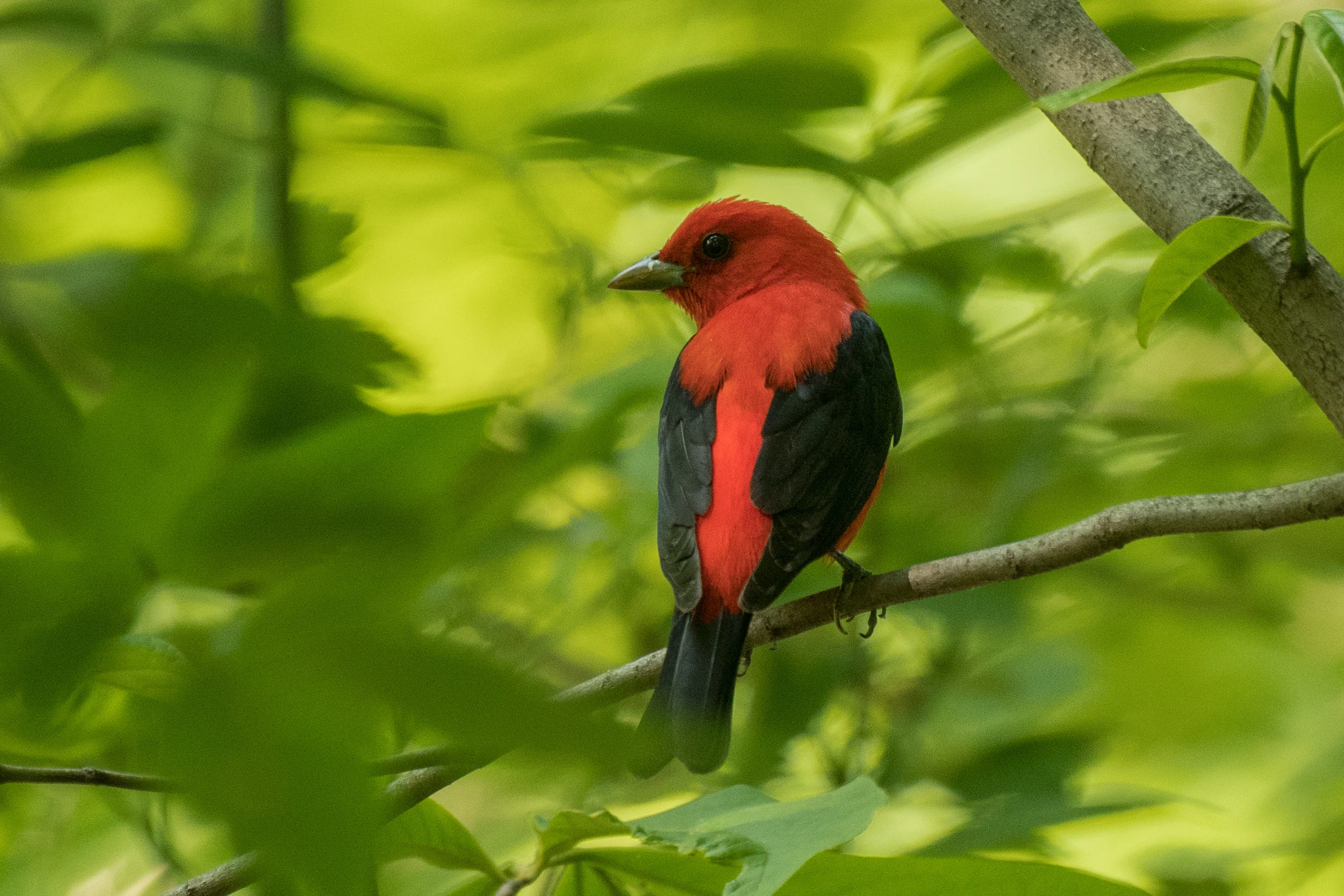 シカゴでバードウォッチング！】 Scarlet Tanager アカフウキンチョウ