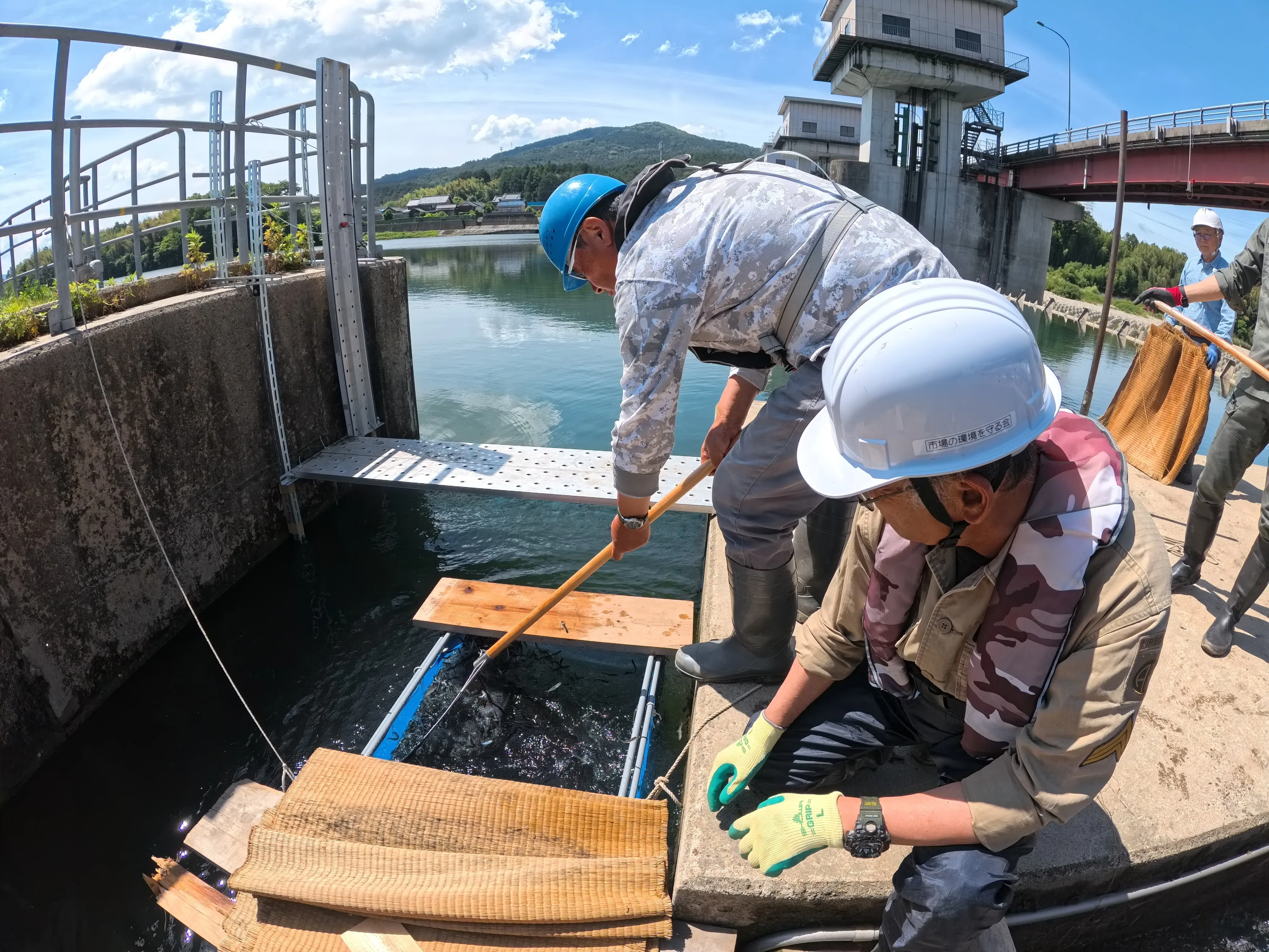 豊川天然遡上の鮎 汲み上げ放流｜HATCH