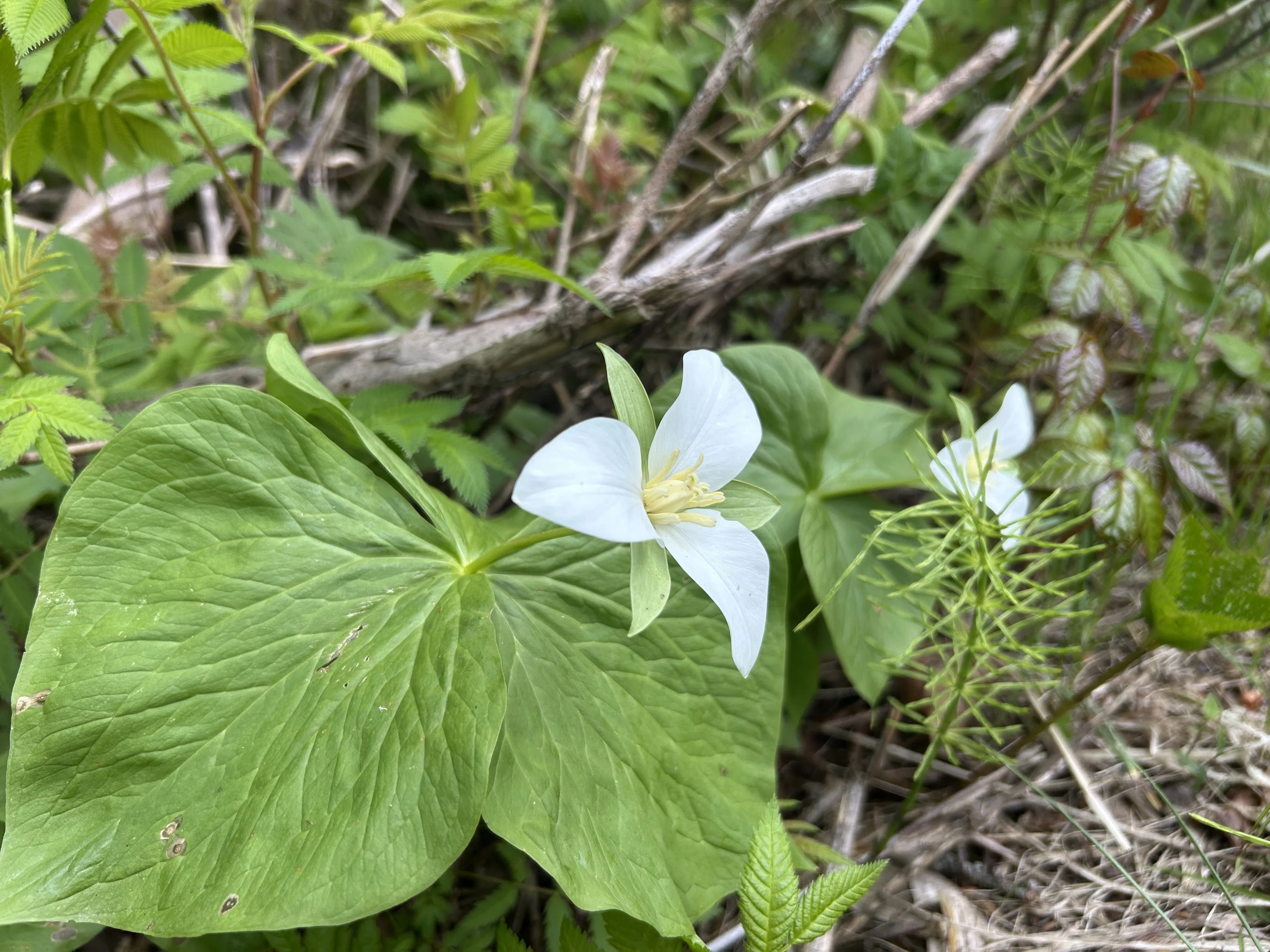 利尻の植物を学ぶ｜北海道利尻高等学校公式note