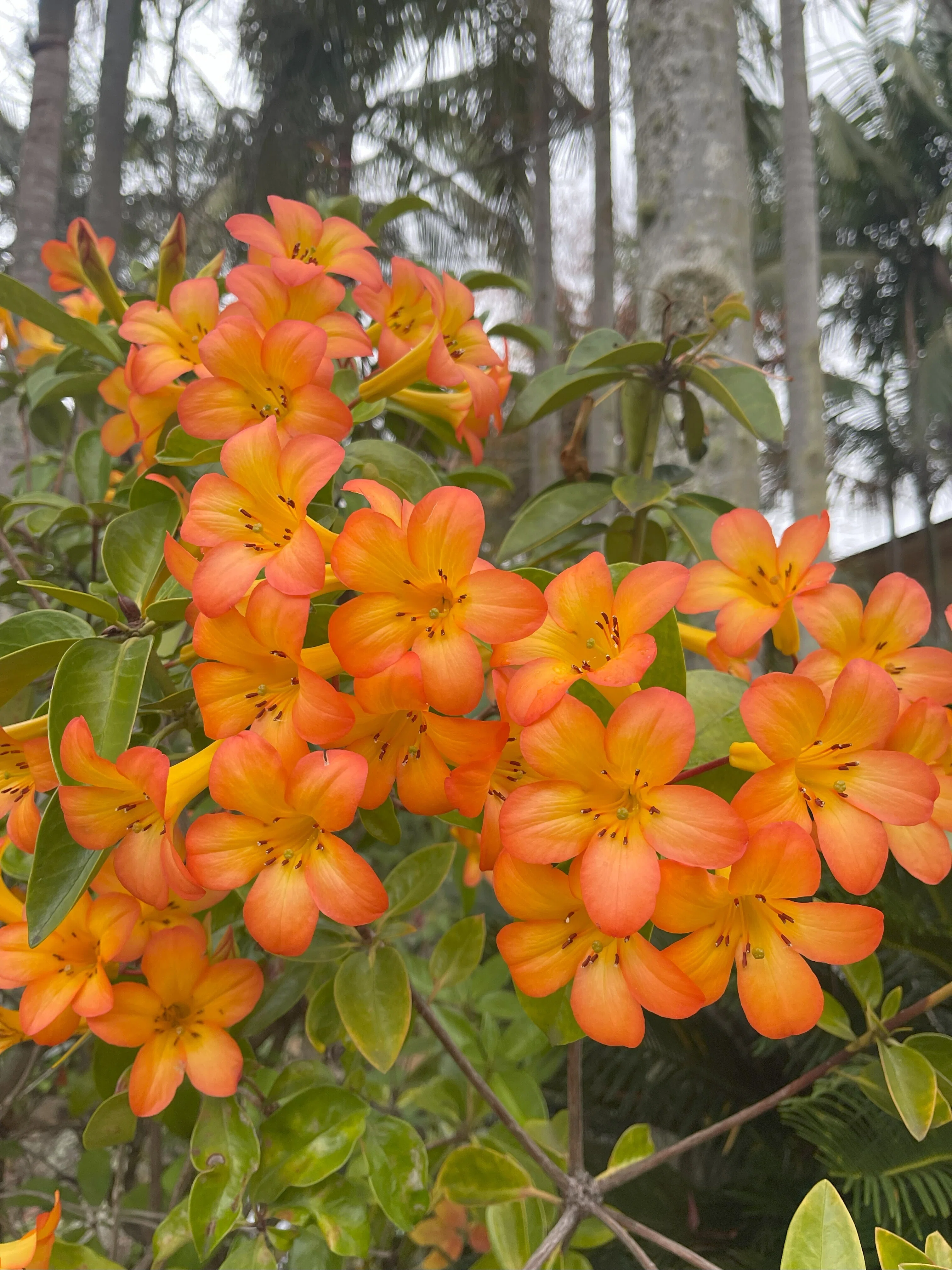 マグノリアの花｜かんのカノン