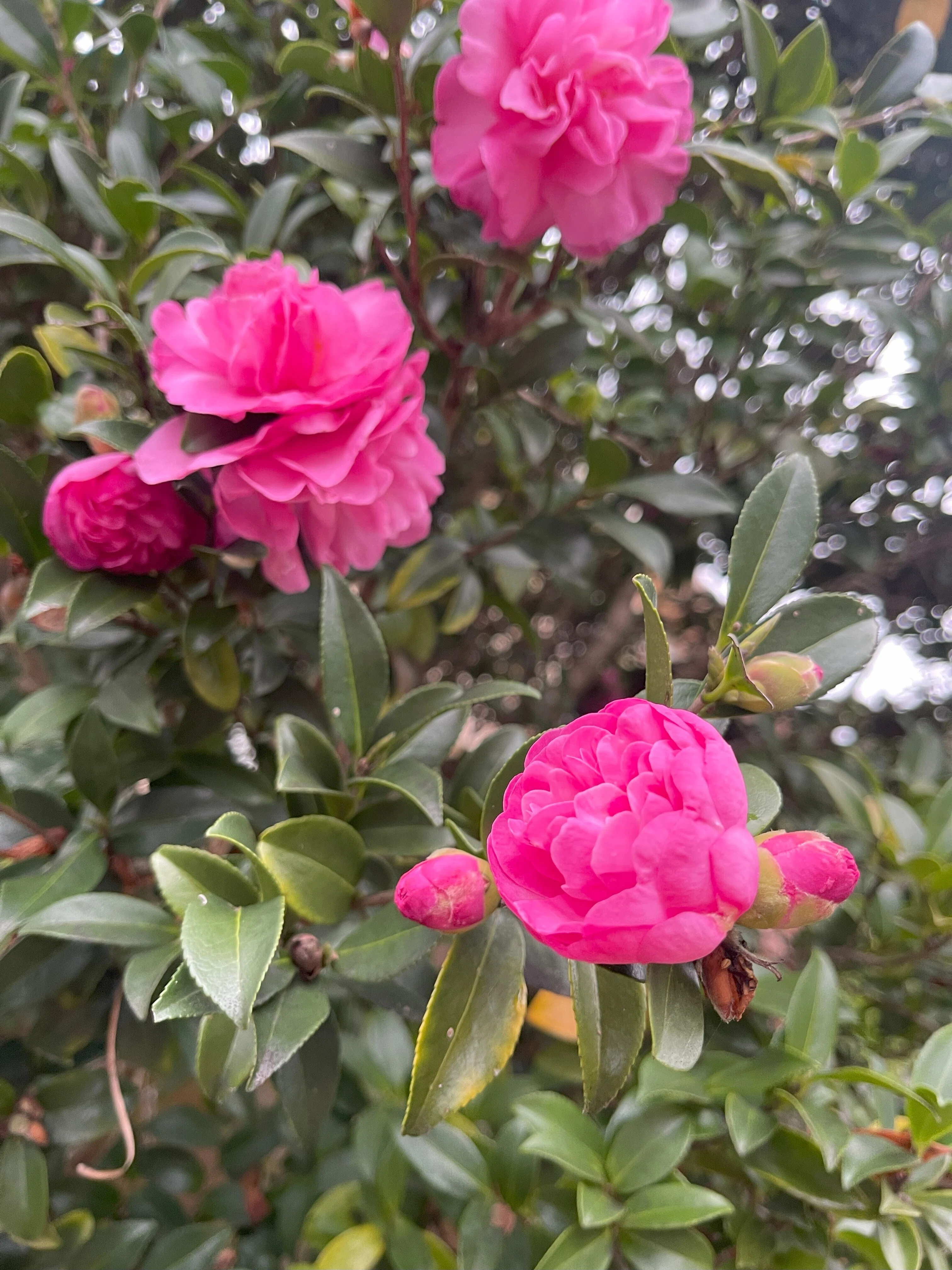 マグノリアの花｜かんのカノン