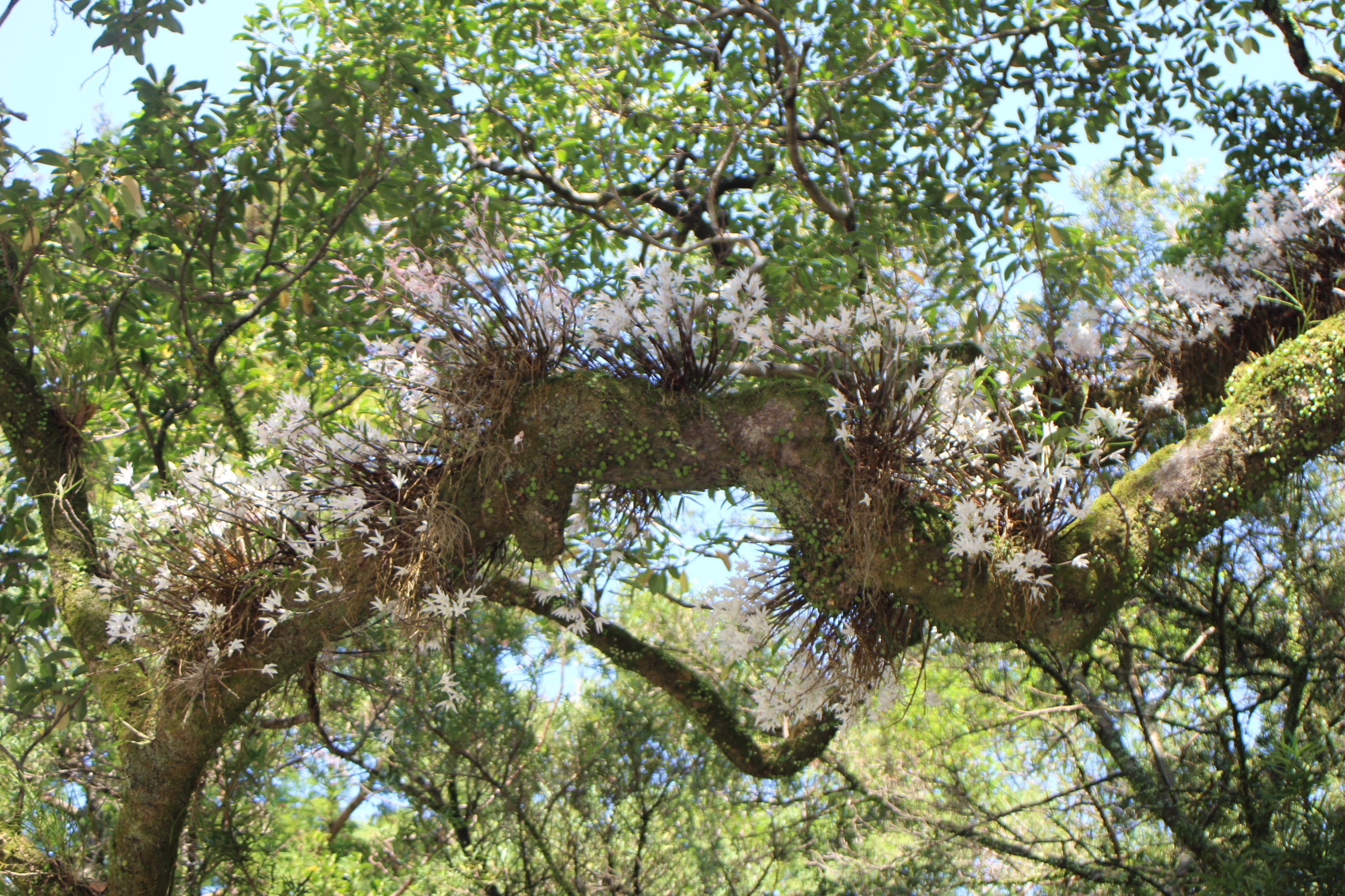 セッコク｜あおはくたき