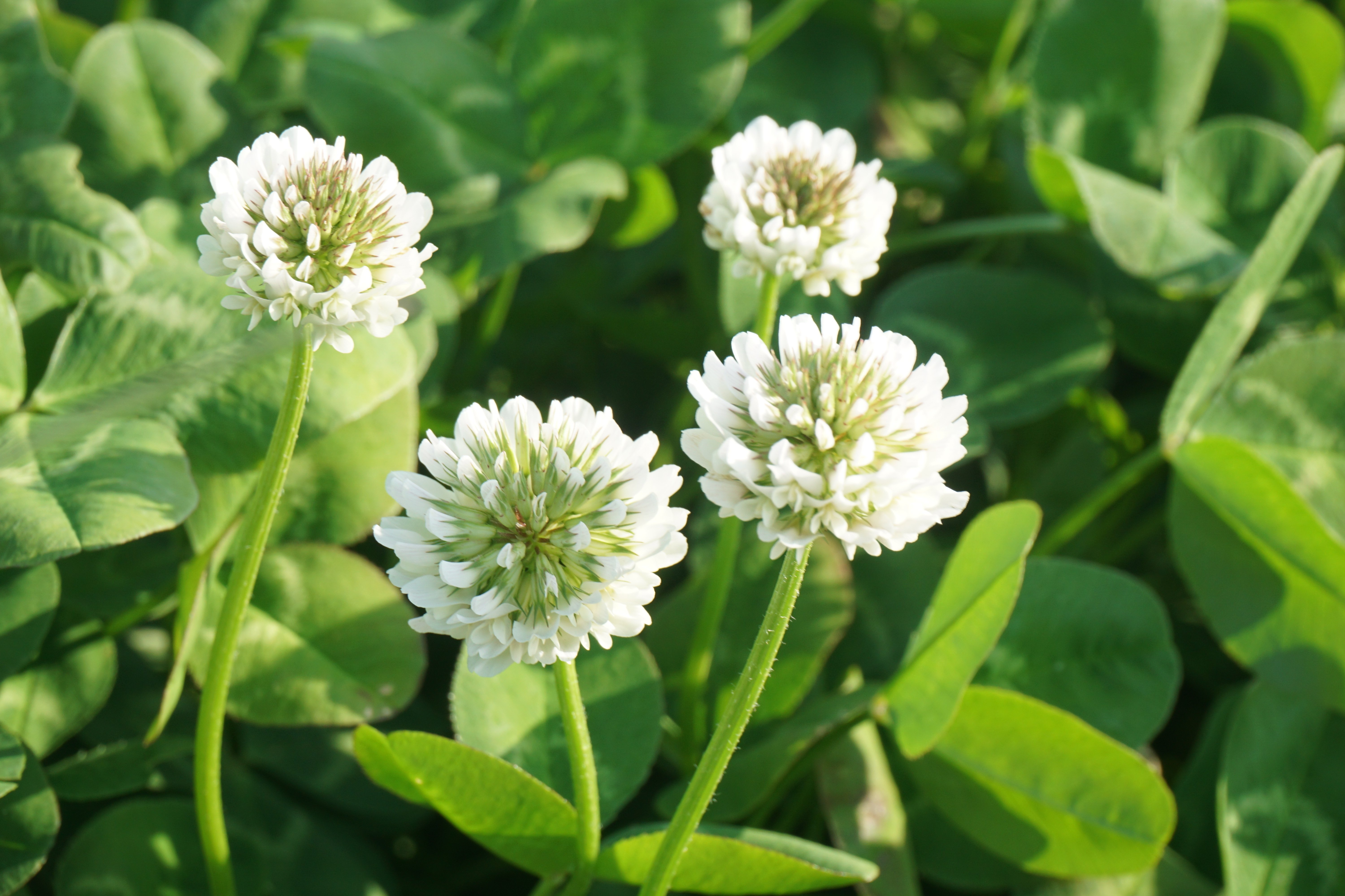 花冠のためにある花（独断w）・シロツメクサ｜ichirin