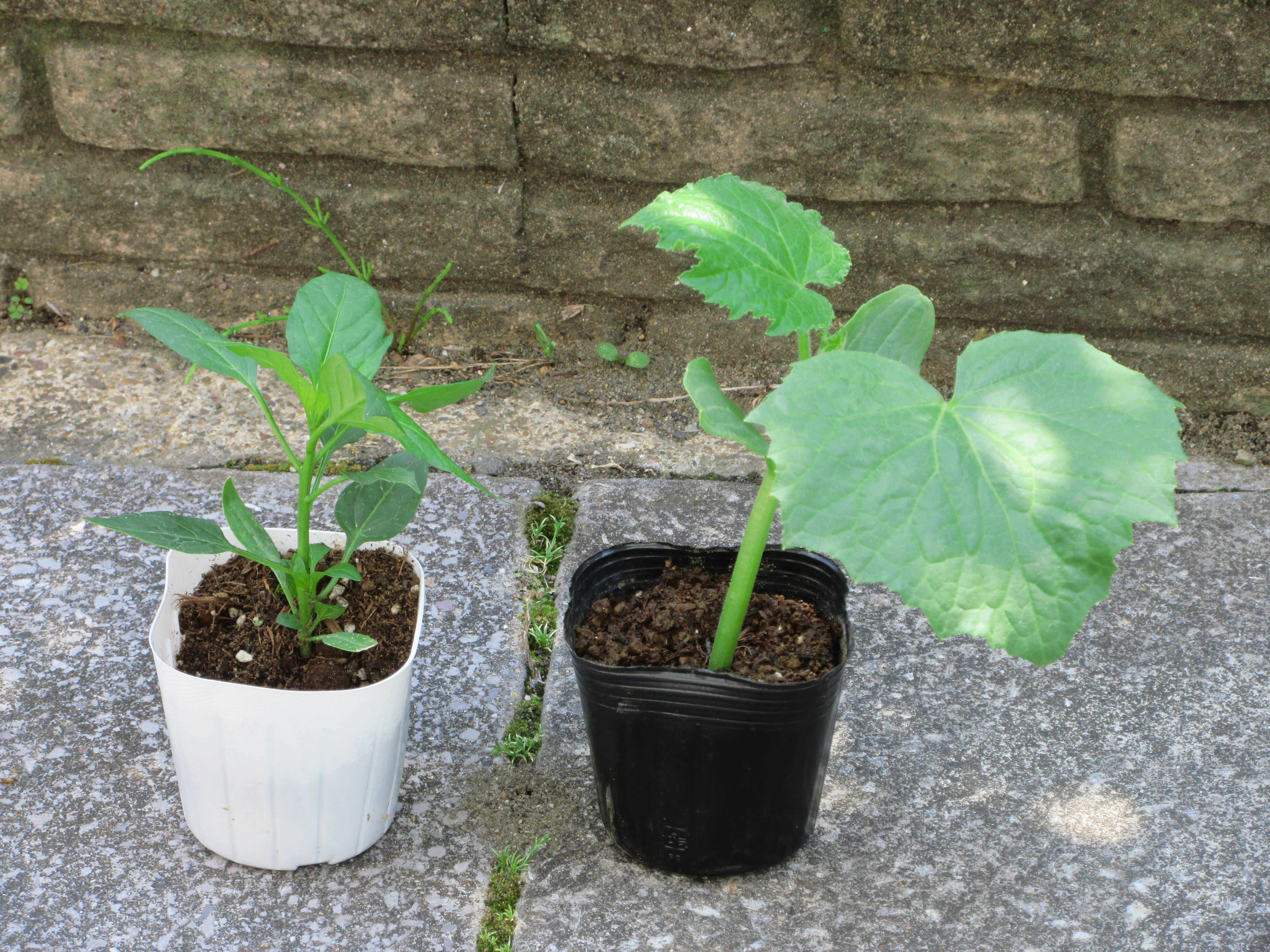 野菜苗との出会い｜大藏達雄