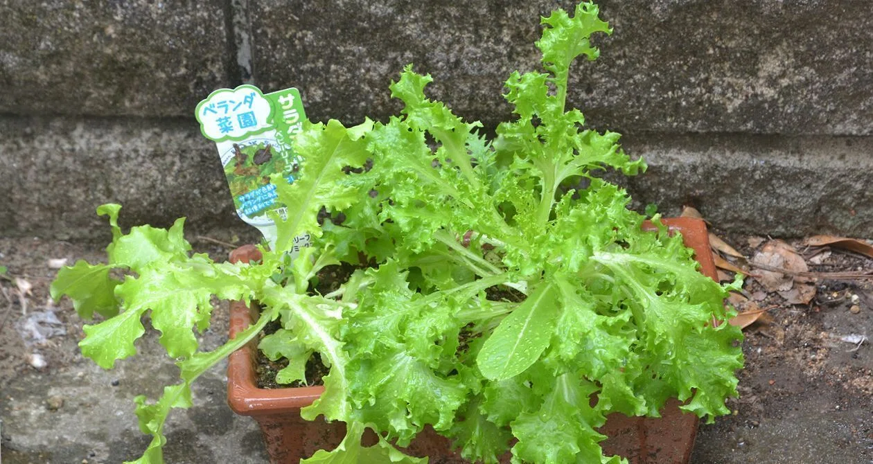 野菜苗との出会い｜大藏達雄