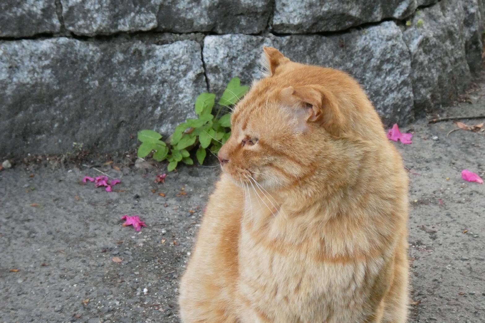 最近の地域猫さんたち｜saku
