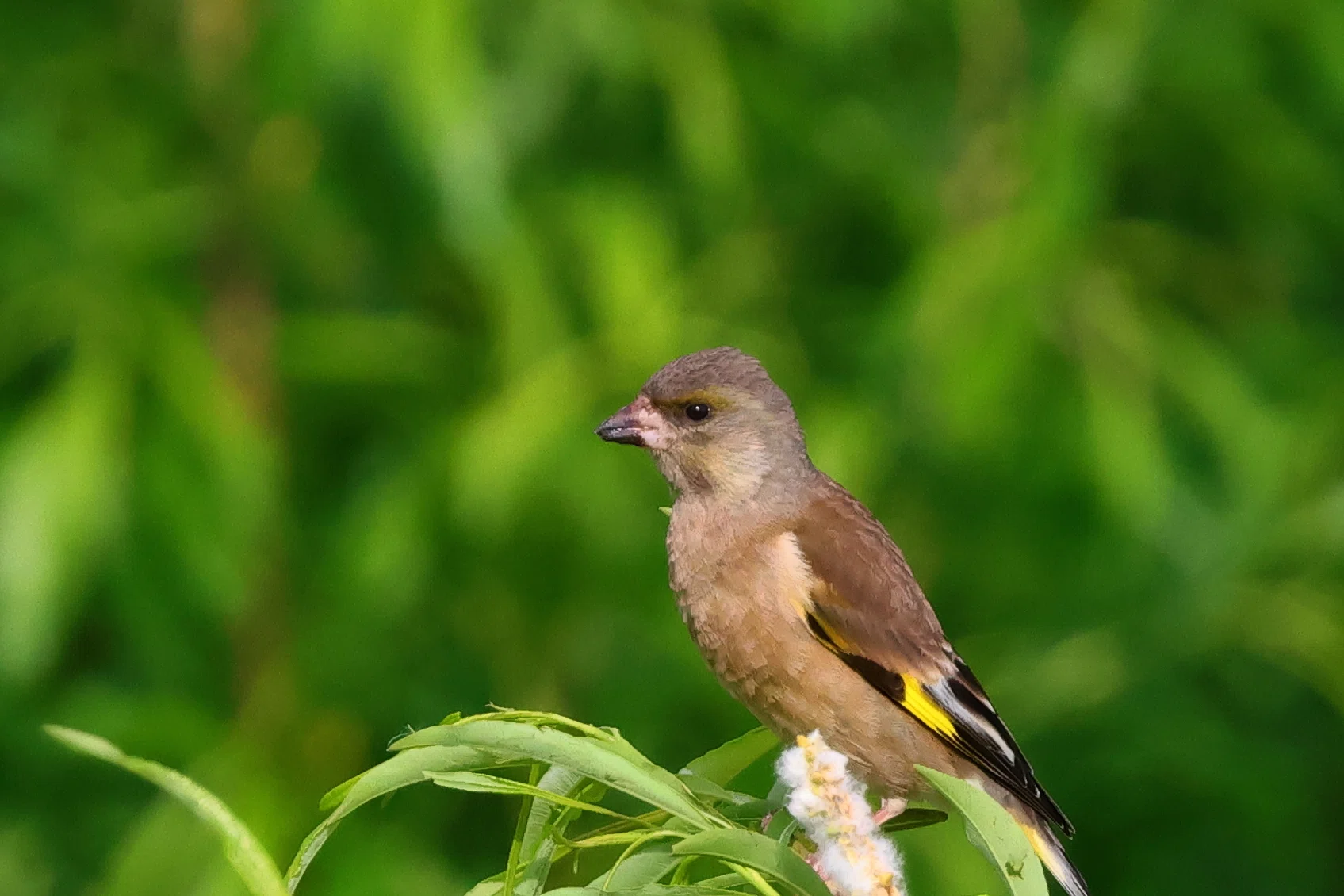 The Summer Bird That Arrives with the First Signs of Spring: The