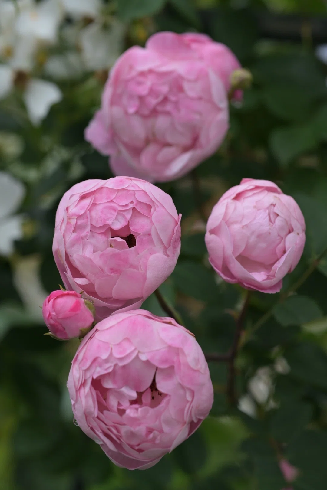 2025年5月の薔薇。｜オオキアキト