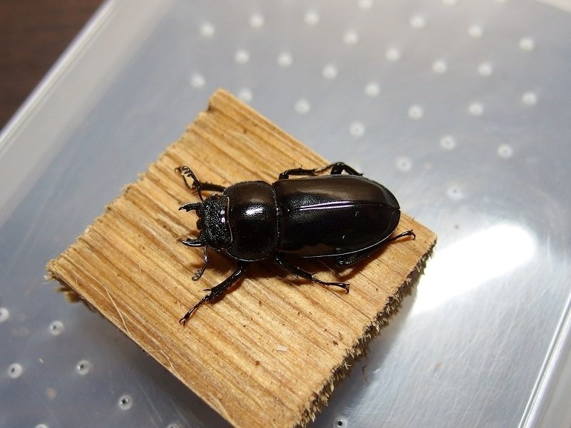 2025年最新】シカクワガタ 標本の人気アイテム - メルカリ
