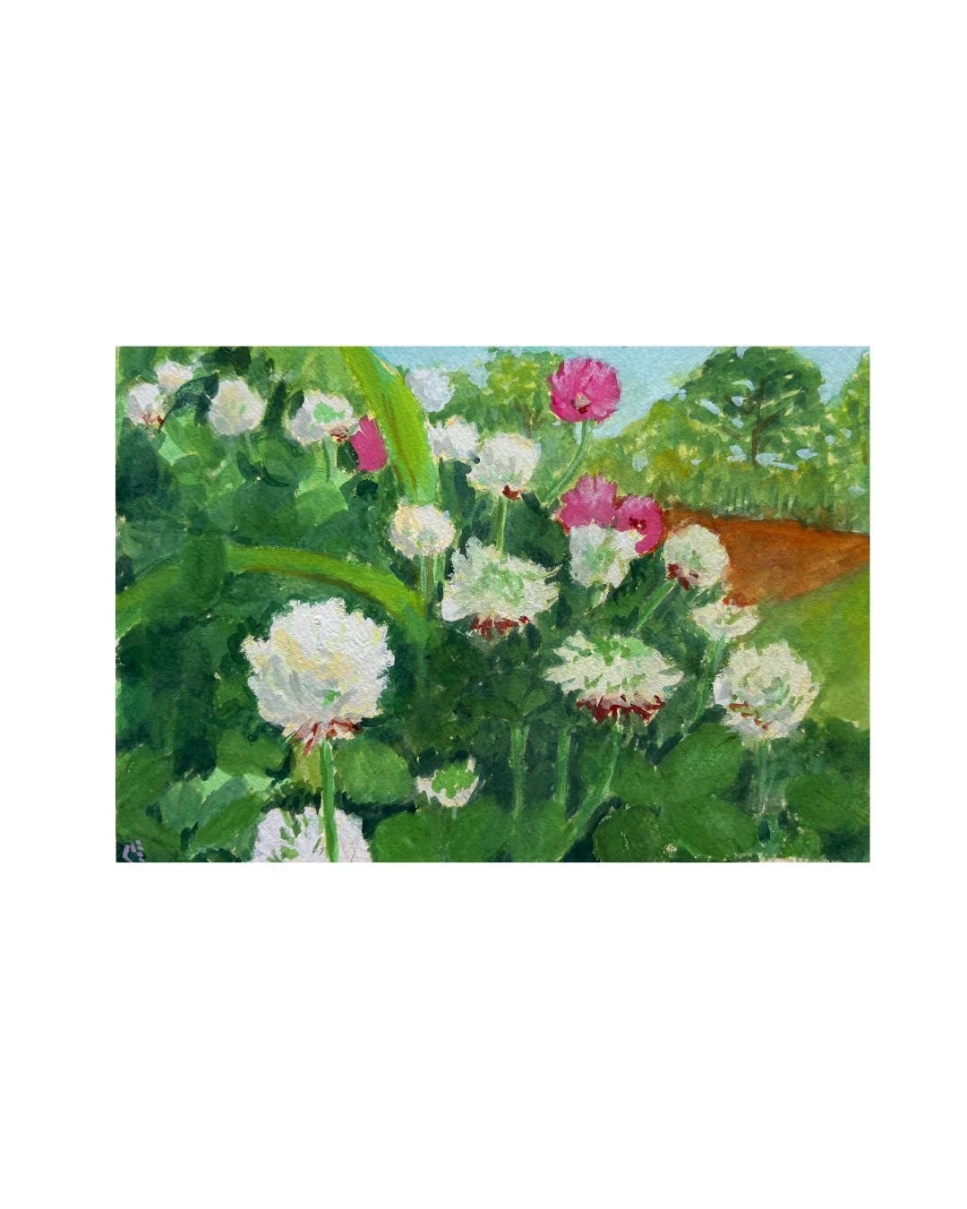 シロツメクサとアカツメクサ｜kuniko