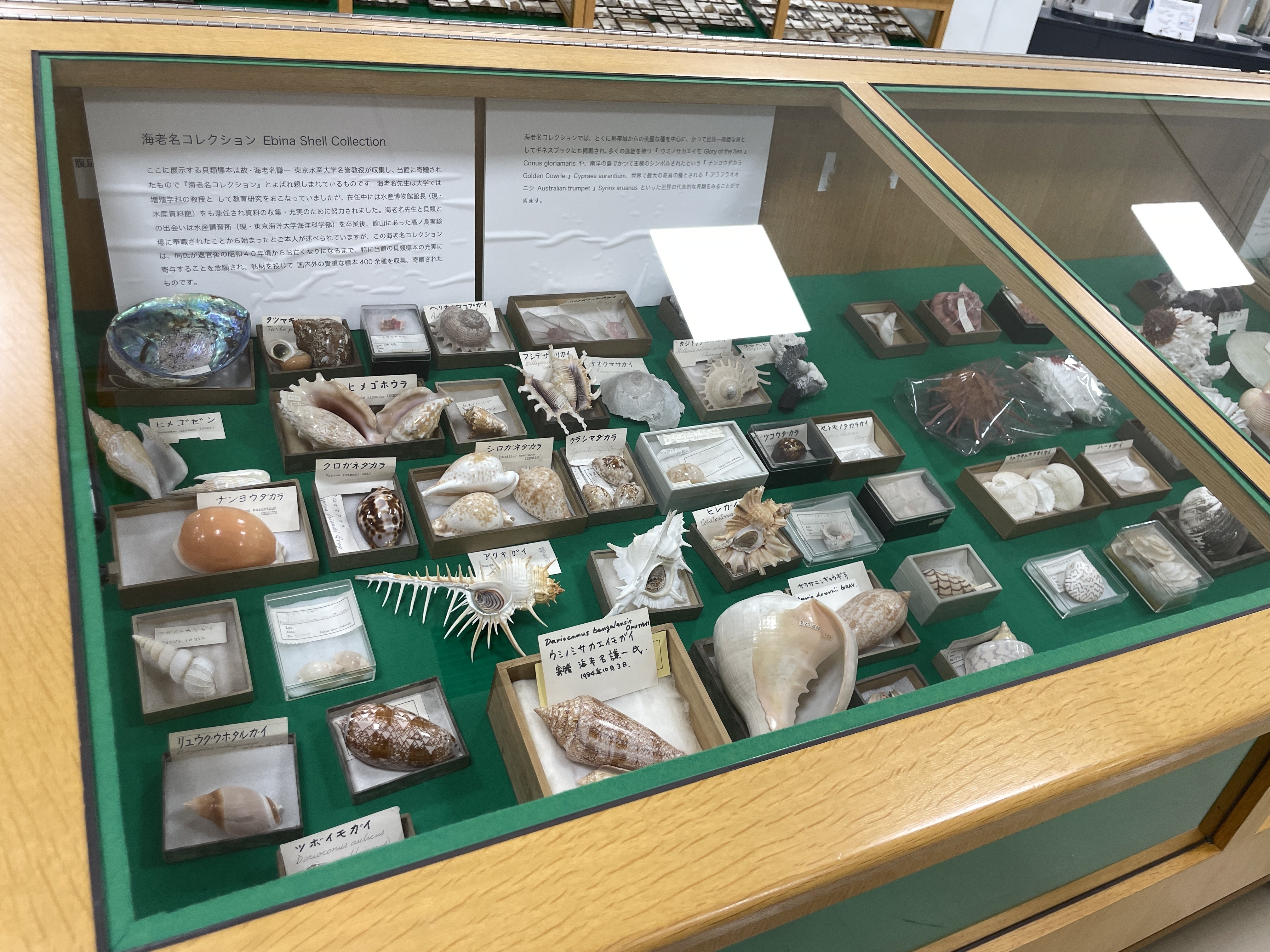 すごい博物館061】東京海洋大学・マリンサイエンスミュージアム：水産