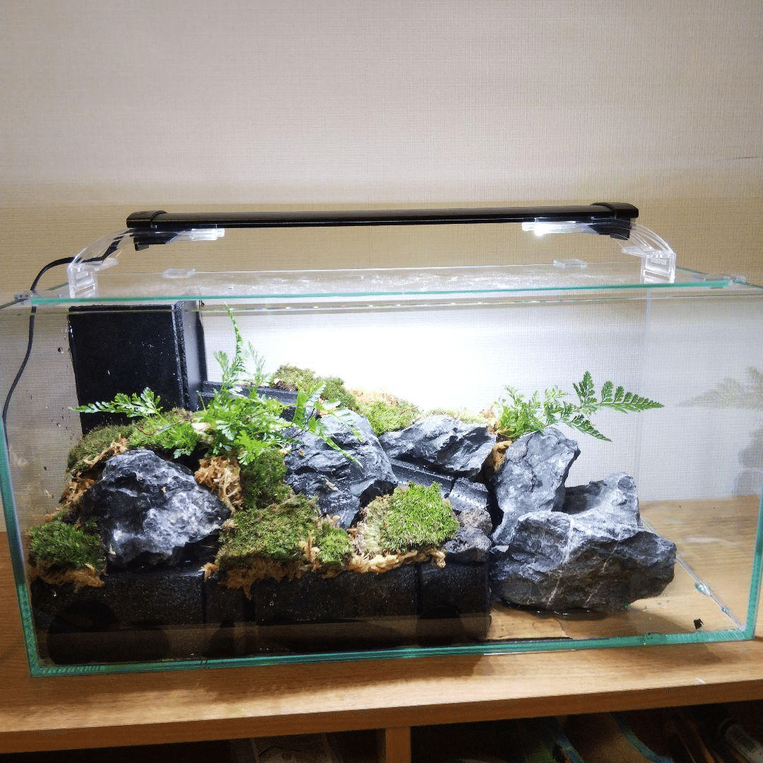 アクアテラリウム製作日記｜苔之介