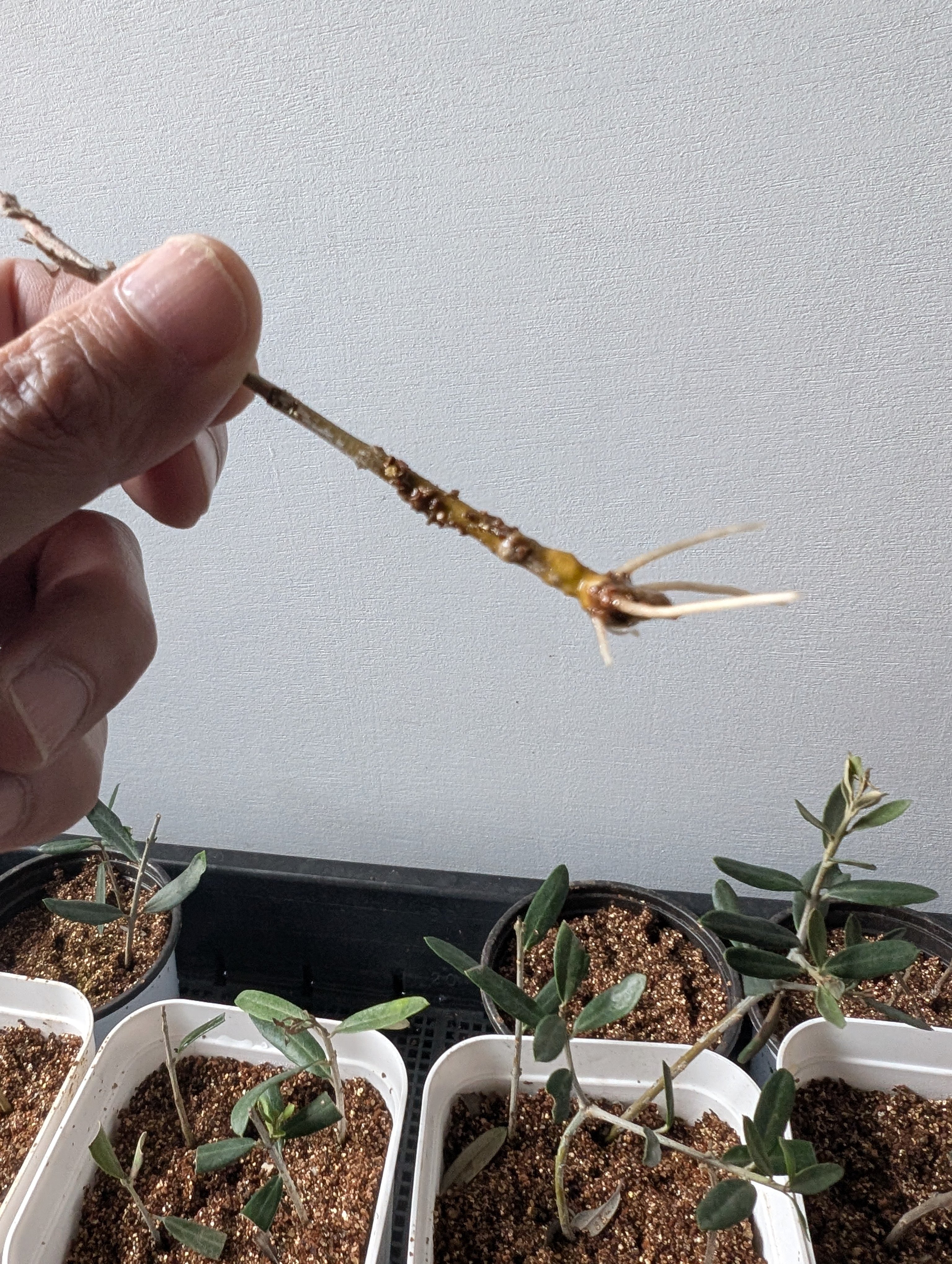 オリーブ挿木、ついに発根しました｜テレワークで「副業農家」になるまで