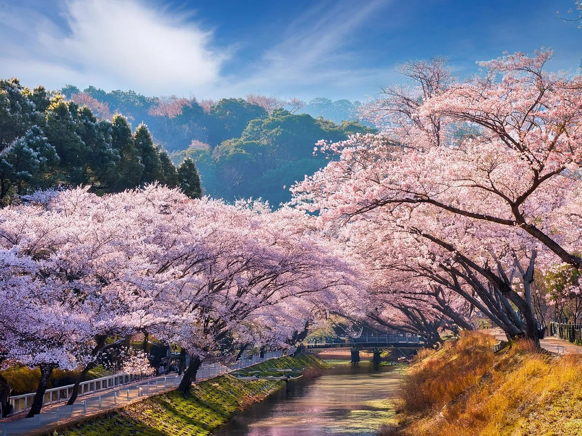 桜」と「さくらんぼ」と「ブラックチェリーの」違いを知っていますか