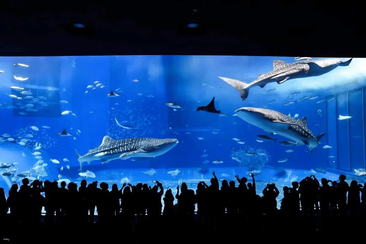 沖縄 美ら海水族館
