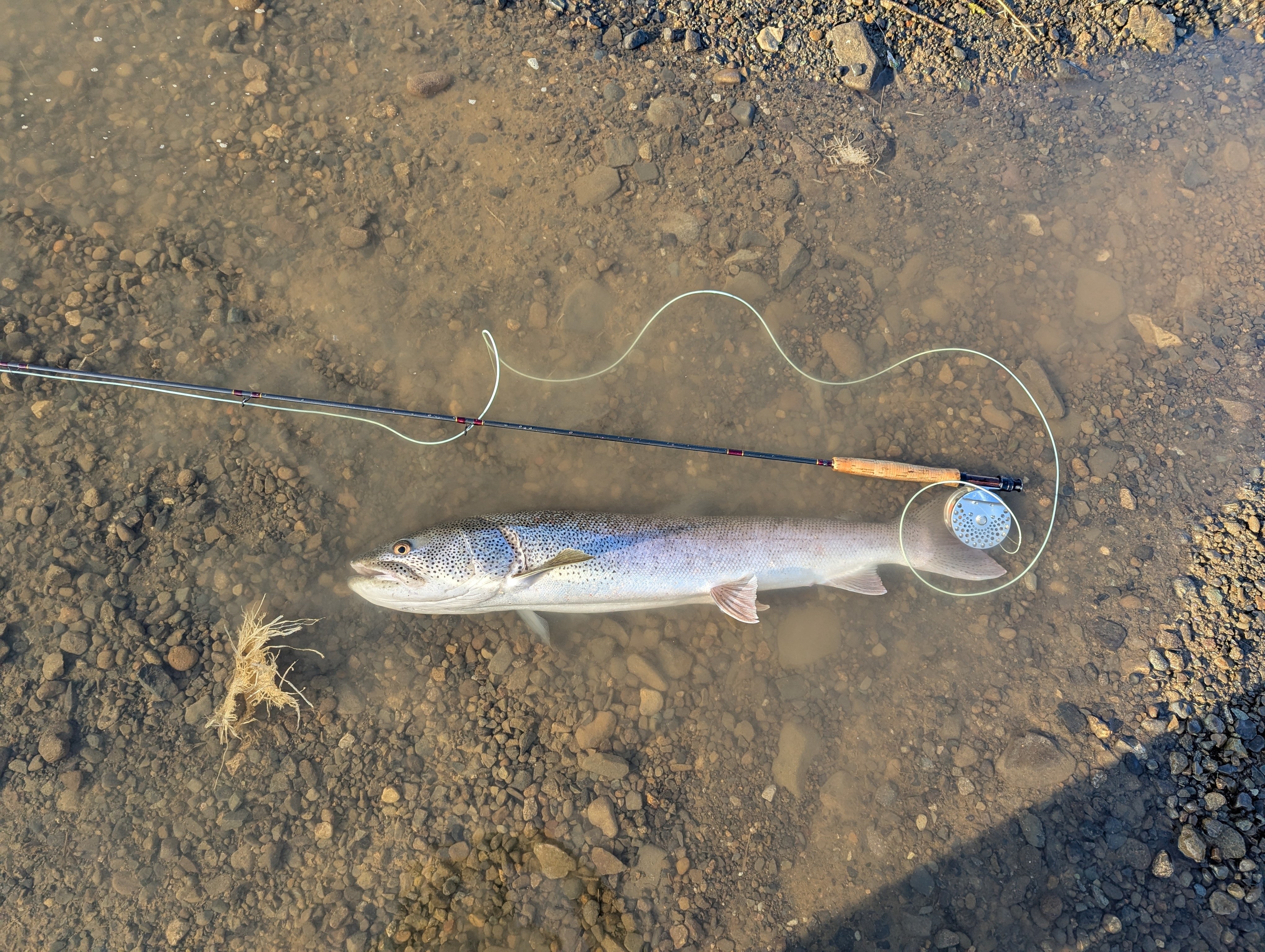 朱鞠内湖イトウ釣り2025 春夏シーズン｜NY研究所 @札幌